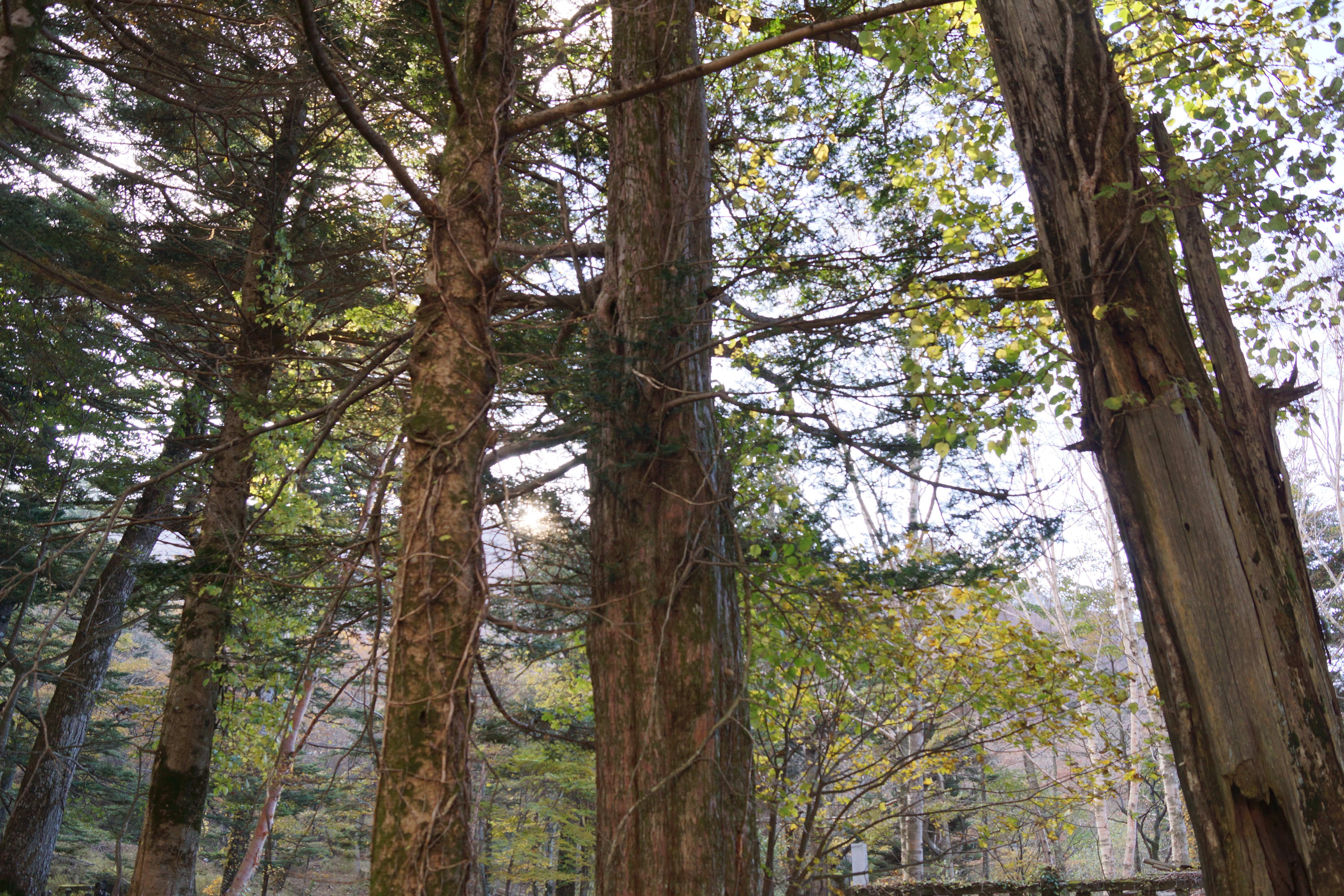 <b>Dレンジオプティマイザー：レベル5</b>