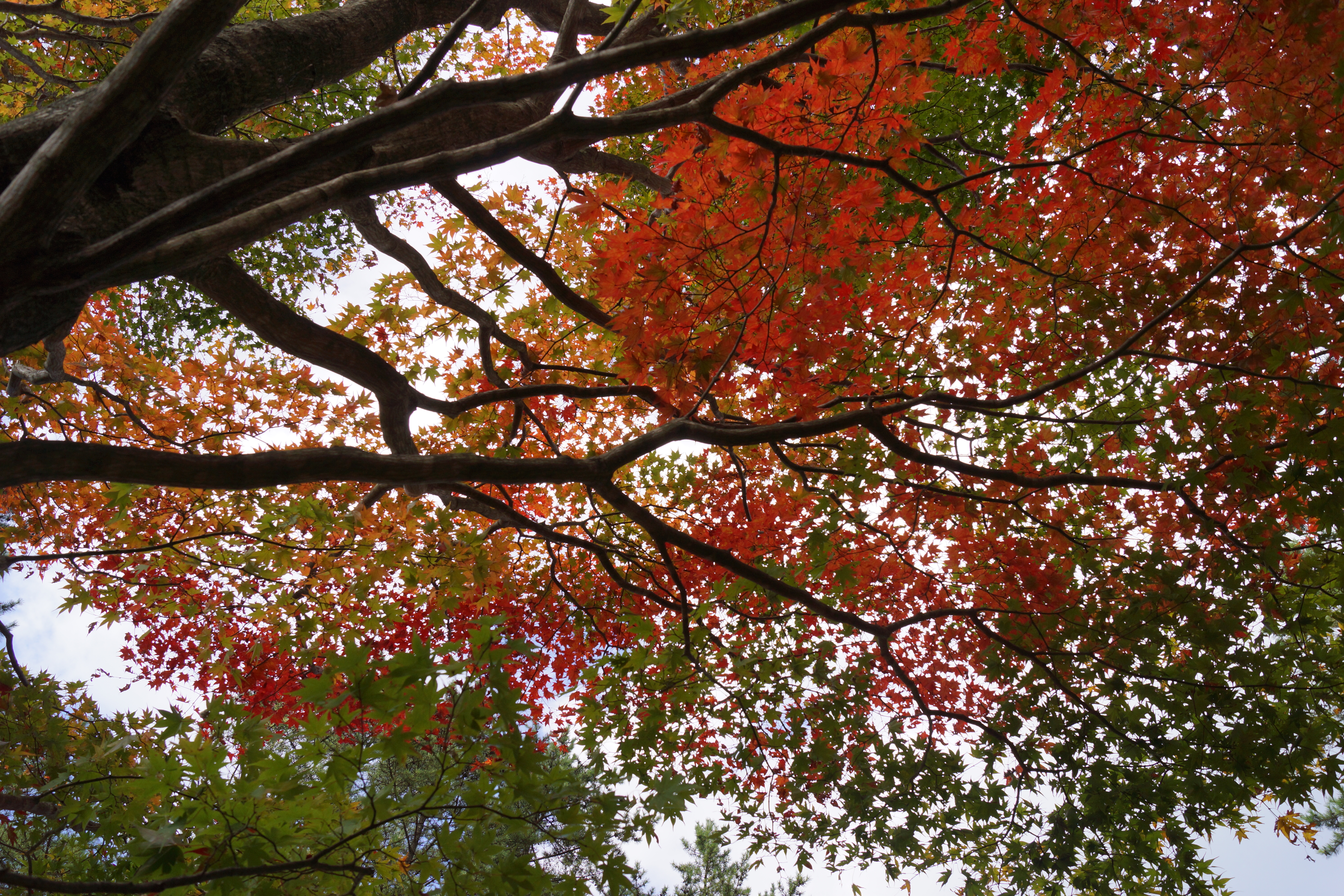 <b>スタンダード</b>