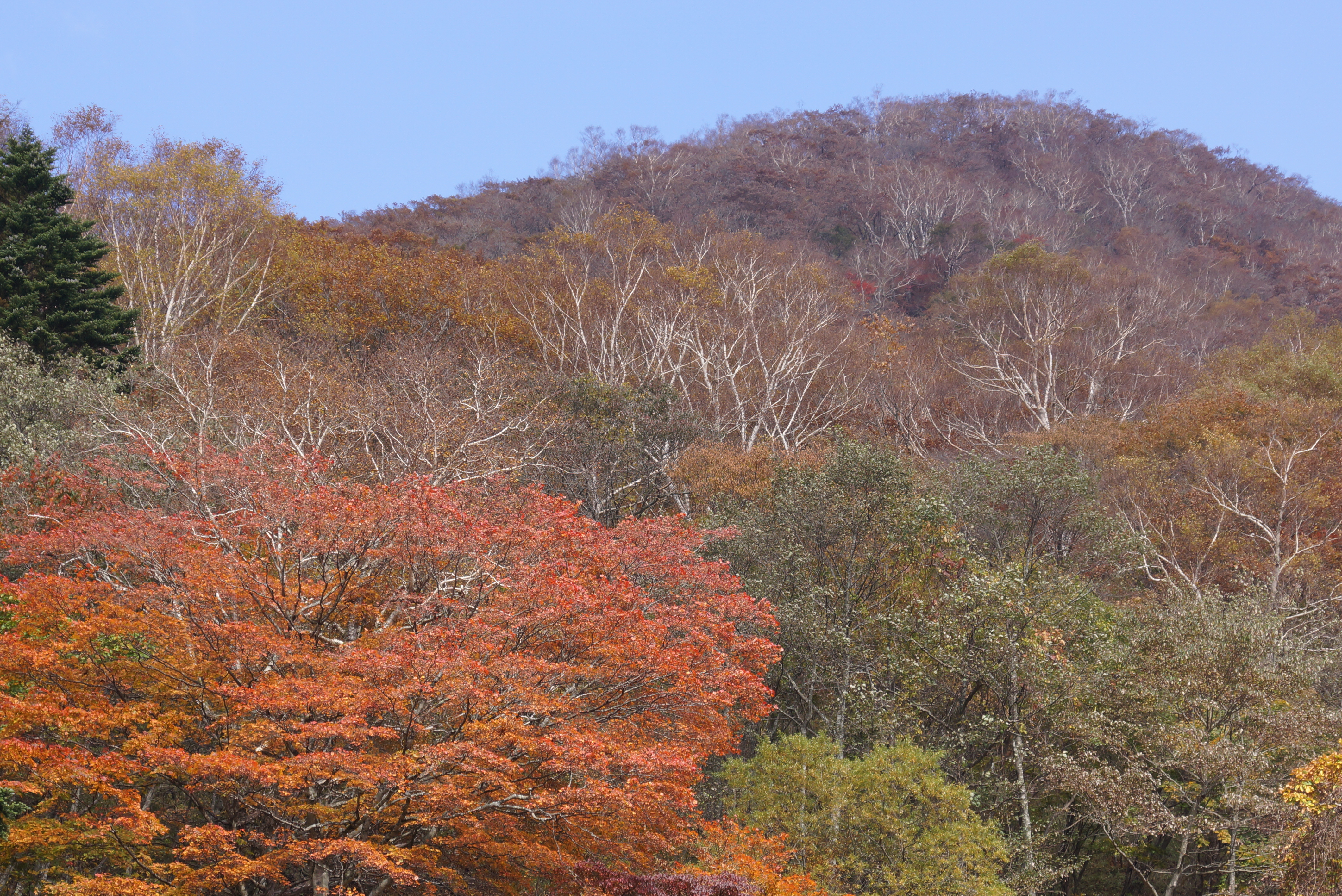 <b>スマートテレコンバーター：1.4倍（55mm）</b>