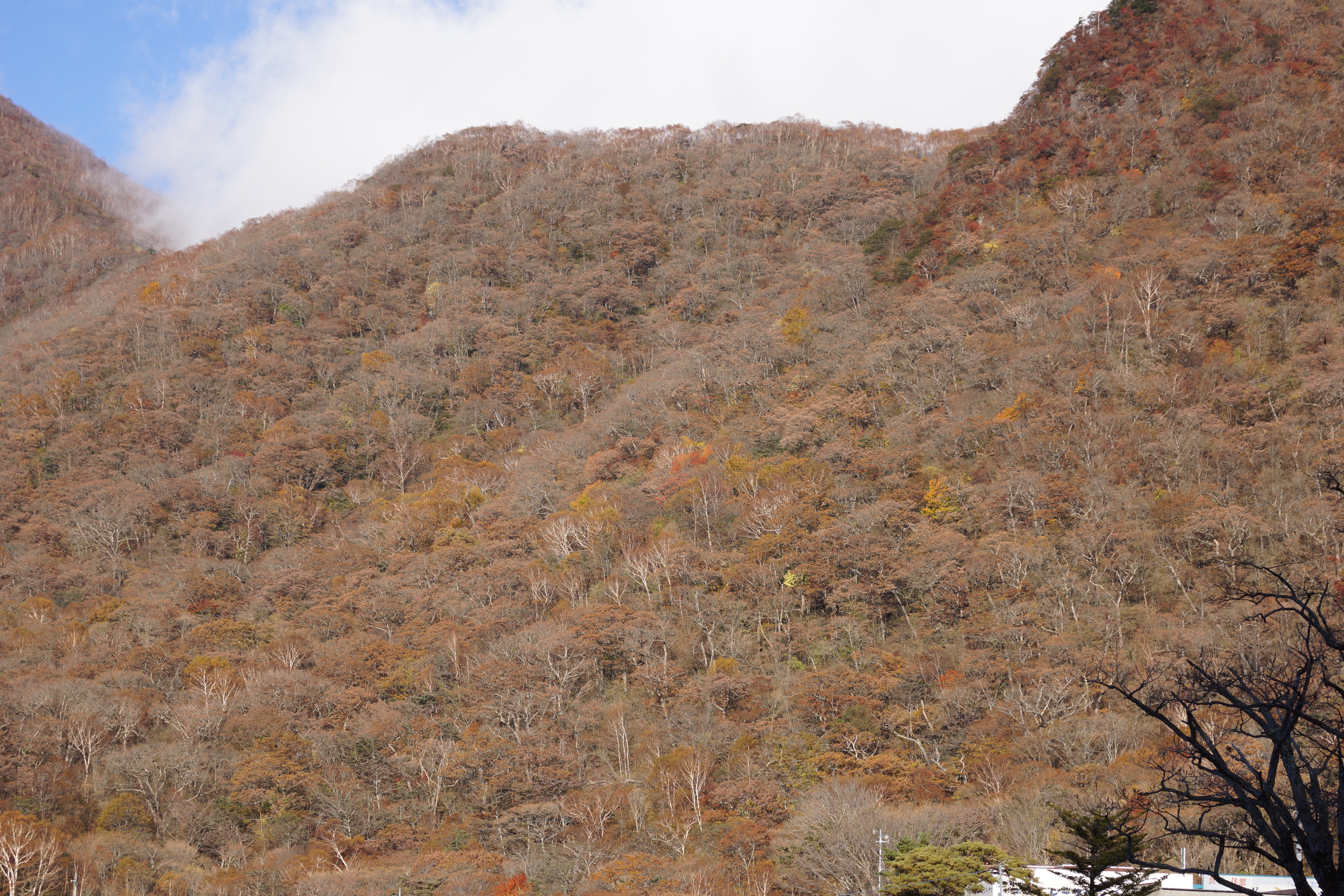 <b>シャープネス：±0（F7.1）</b>