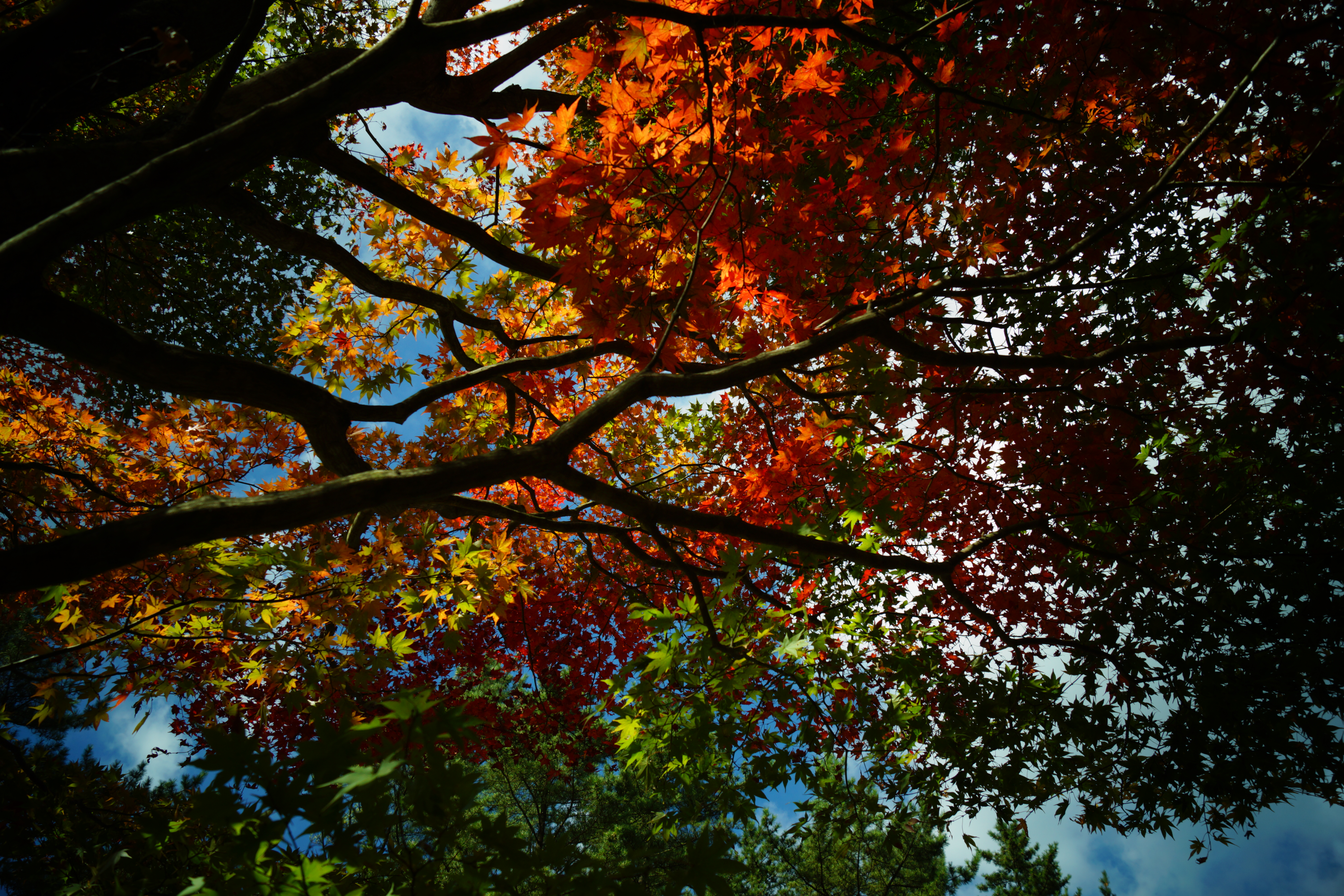 <b>α65 / DT 18-55mm F3.5-5.6 SAM / 約9.3MB / 6,000×4,000 / 1/1,000秒 / F5.6 / 0EV / ISO100 / 18mm / トイカメラ：グリーン</b>