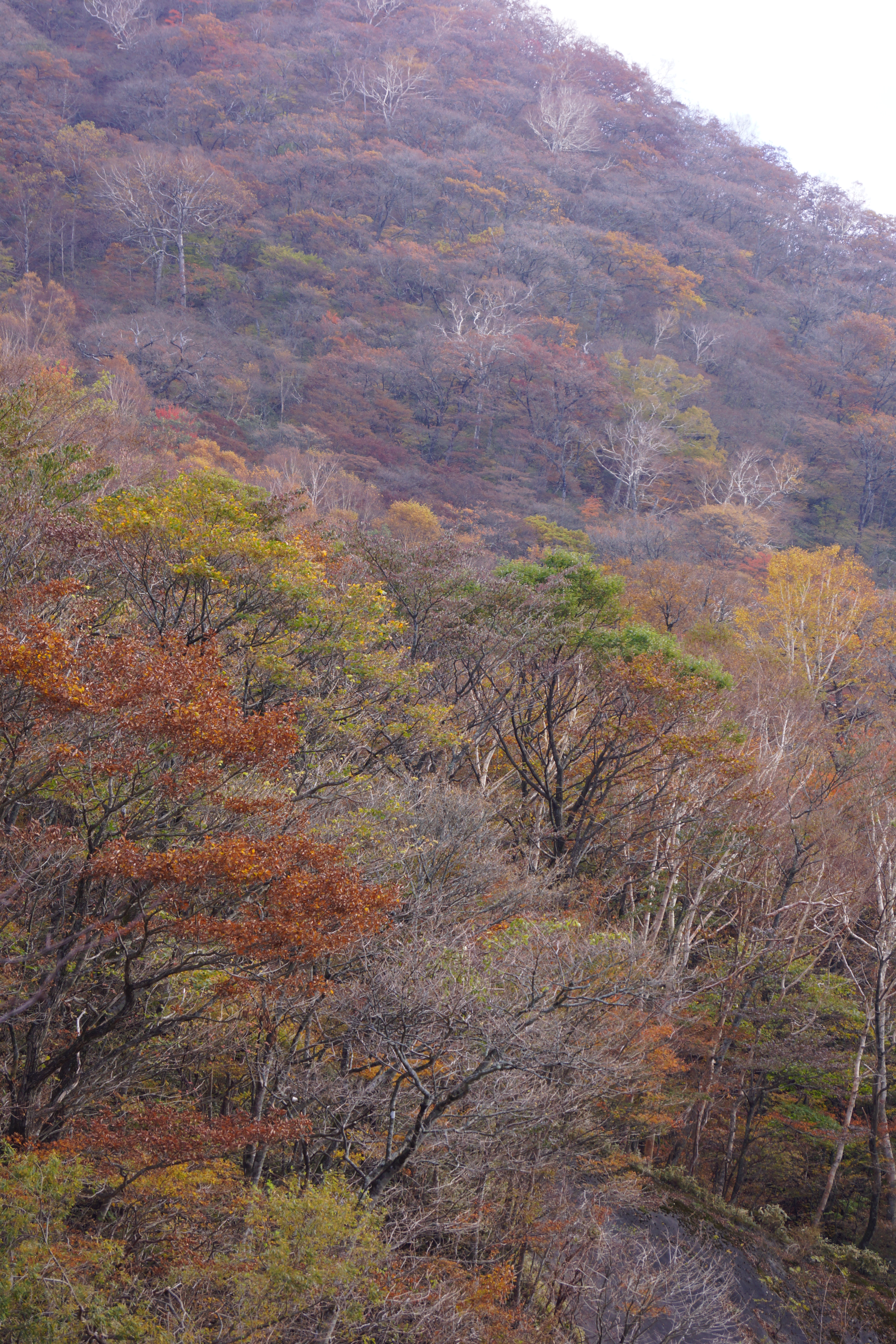 <b>α65 / DT 18-55mm F3.5-5.6 SAM / 約8.3MB / 4,000×6,000 / 1/60秒 / F7 / -0.3EV / ISO100 / 55mm</b>