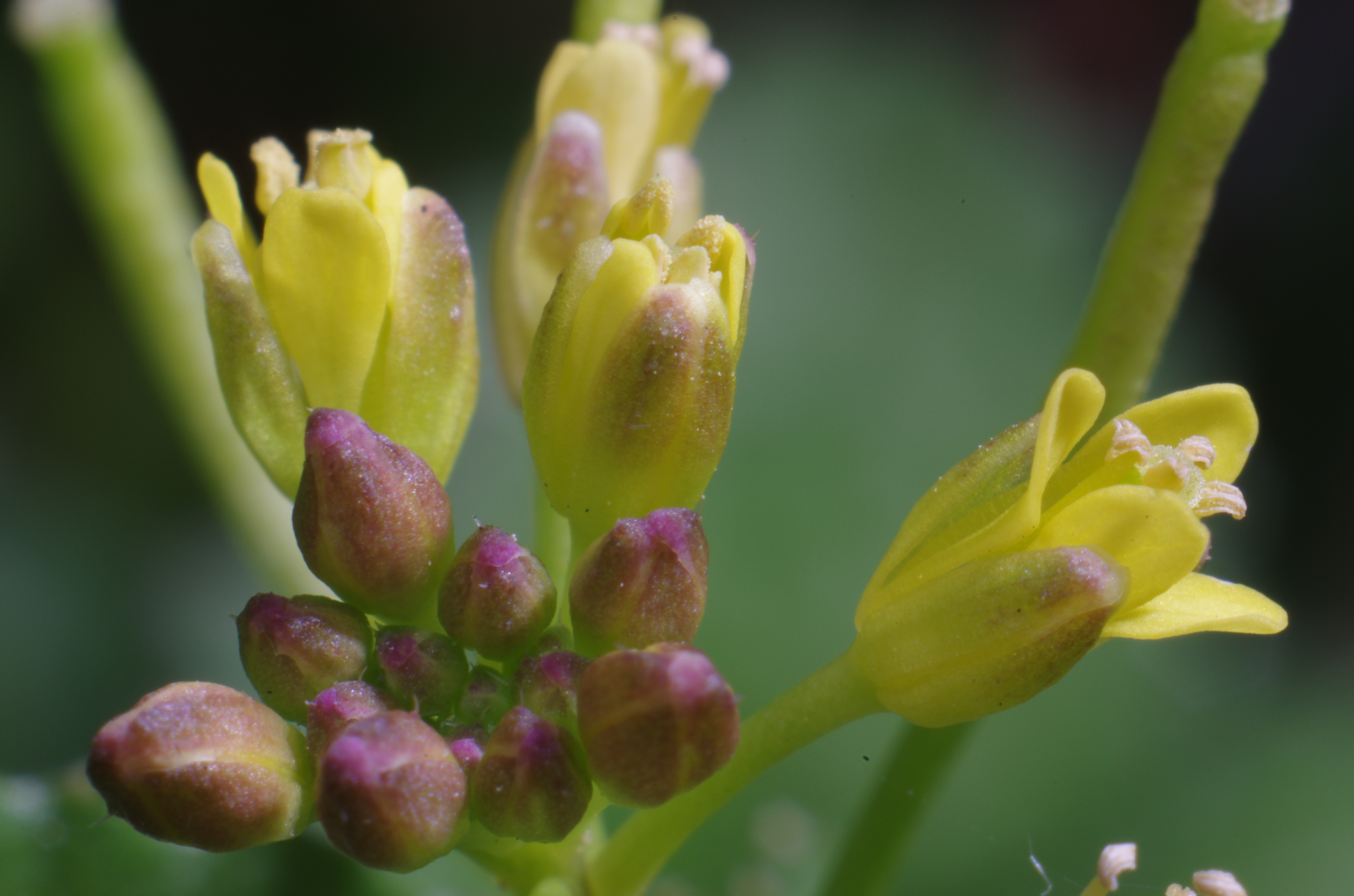 <b>「イヌガラシ」の花を最大倍率で撮影。小さくて目立たない花だが拡大するとなかなか可憐で綺麗だ。イヌガラシという名前はカラシに似ているが何の用もなさない雑草、と言う意味で名付けられている。K-5 / ノフレクサー60mm F4マクロ / 約6.7MB / 4,928×3,264 / 1/180秒 / F16 / 0EV / ISO200 / マニュアル露出 / WB：オート / 60mm</b>