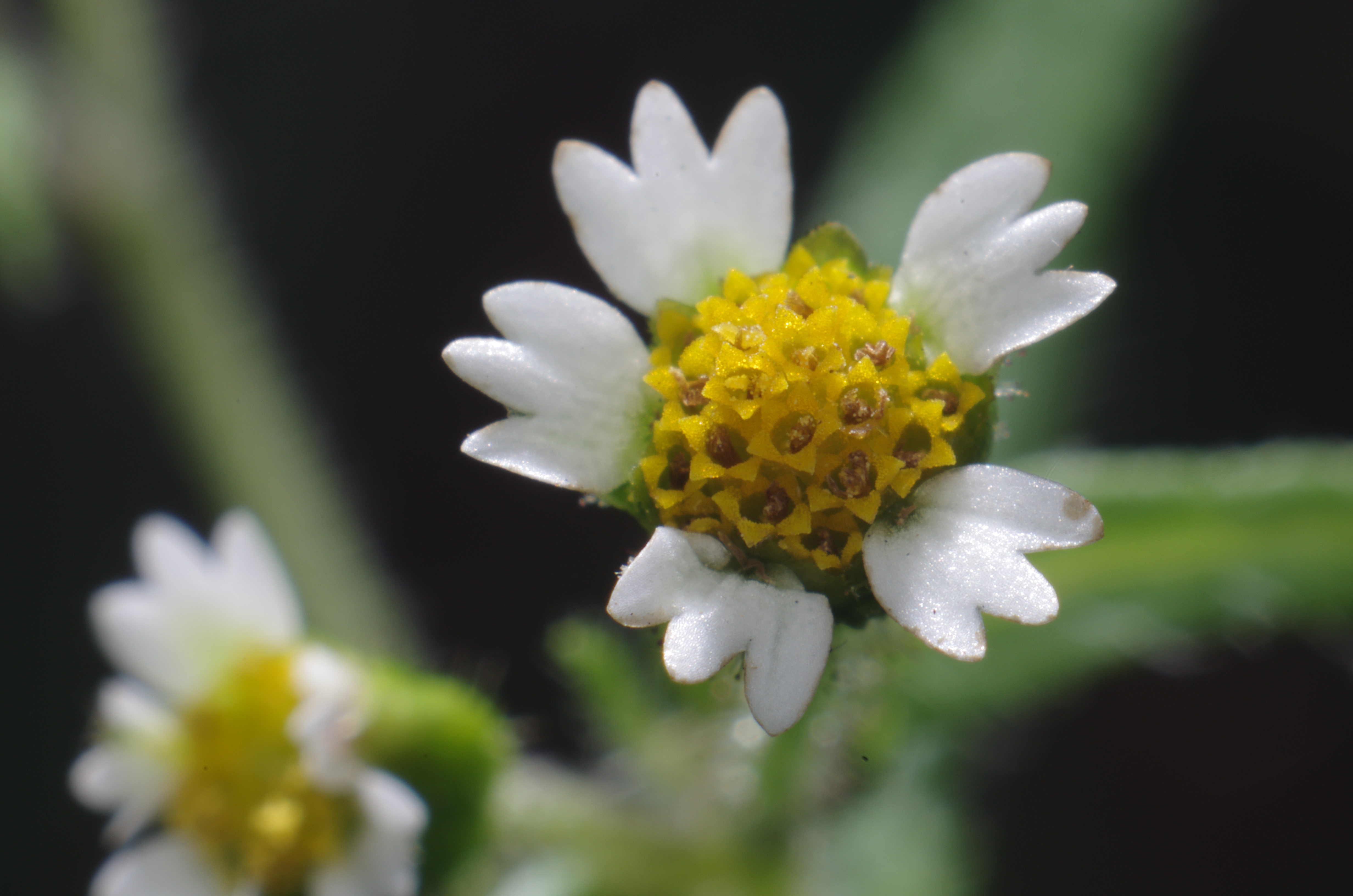 <b>小さな花がいくつも集合して咲いている「ハキダメギク」。植物学者の牧野富太郎氏が、たまたま掃きだめに生えていたこの植物をハキダメギクと命名したそうだが、実際は空き地や道ばたなどどこにでも生えている。最大倍率で撮影。K-5 / ノフレクサー60mm F4マクロ / 約6.1MB / 4,928×3,264 / 1/180秒 / F16 / 0EV / ISO200 / マニュアル露出 / WB：オート / 60mm</b>