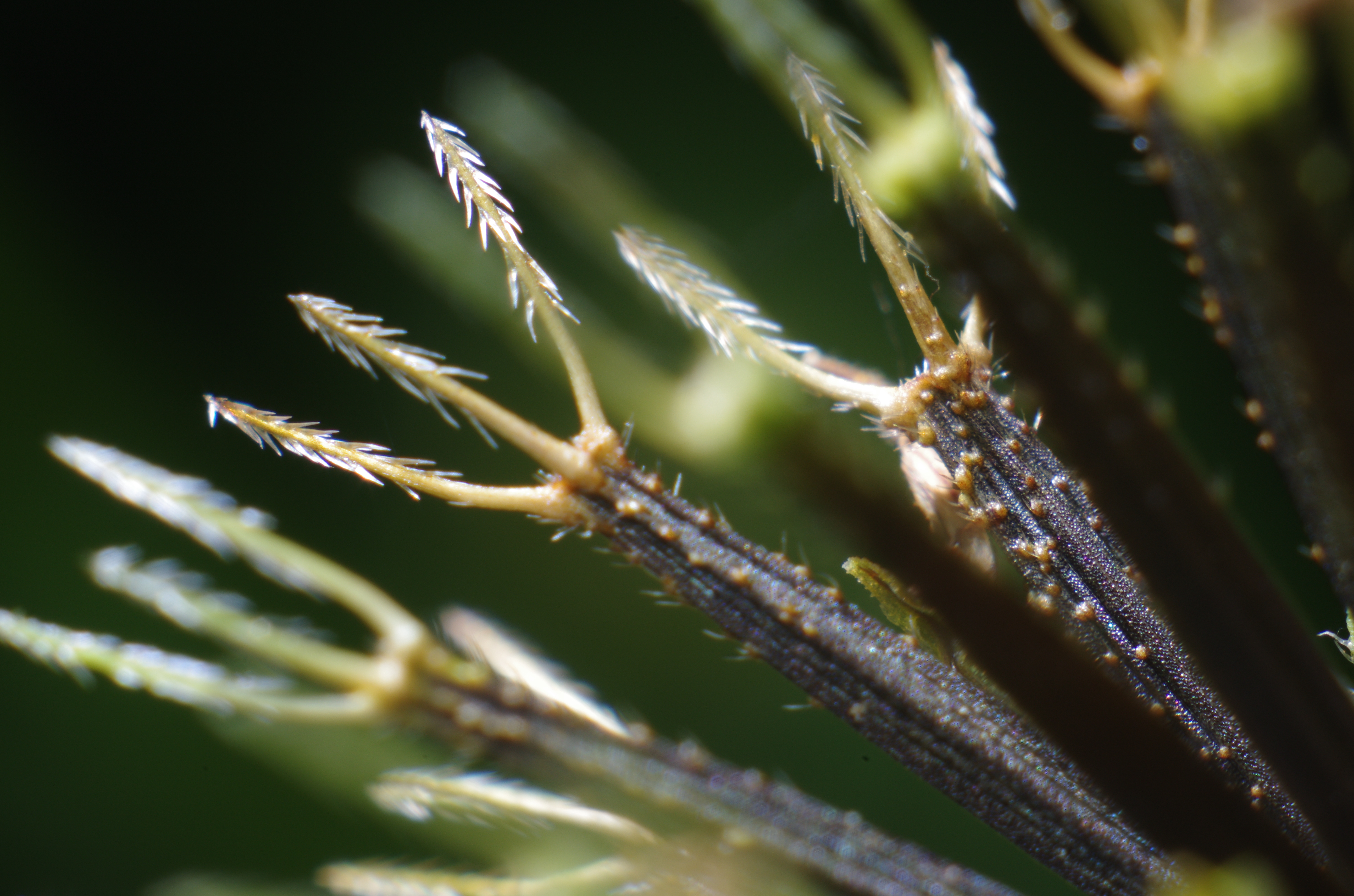 <b>俗に“ひっつき虫”と言われる「コセンダングサ」の種子。草むらにはいるとズボンにたくさんこの種子がくっついていることがある。最大倍率での撮影だが、逆向きに生えた鋭いトゲの様子がよく分かる。K-5 / ノフレクサー60mm F4マクロ / 約6.5MB / 4,928×3,264 / 1/180秒 / F11 / 0EV / ISO200 / マニュアル露出 / WB：オート / 60mm</b>