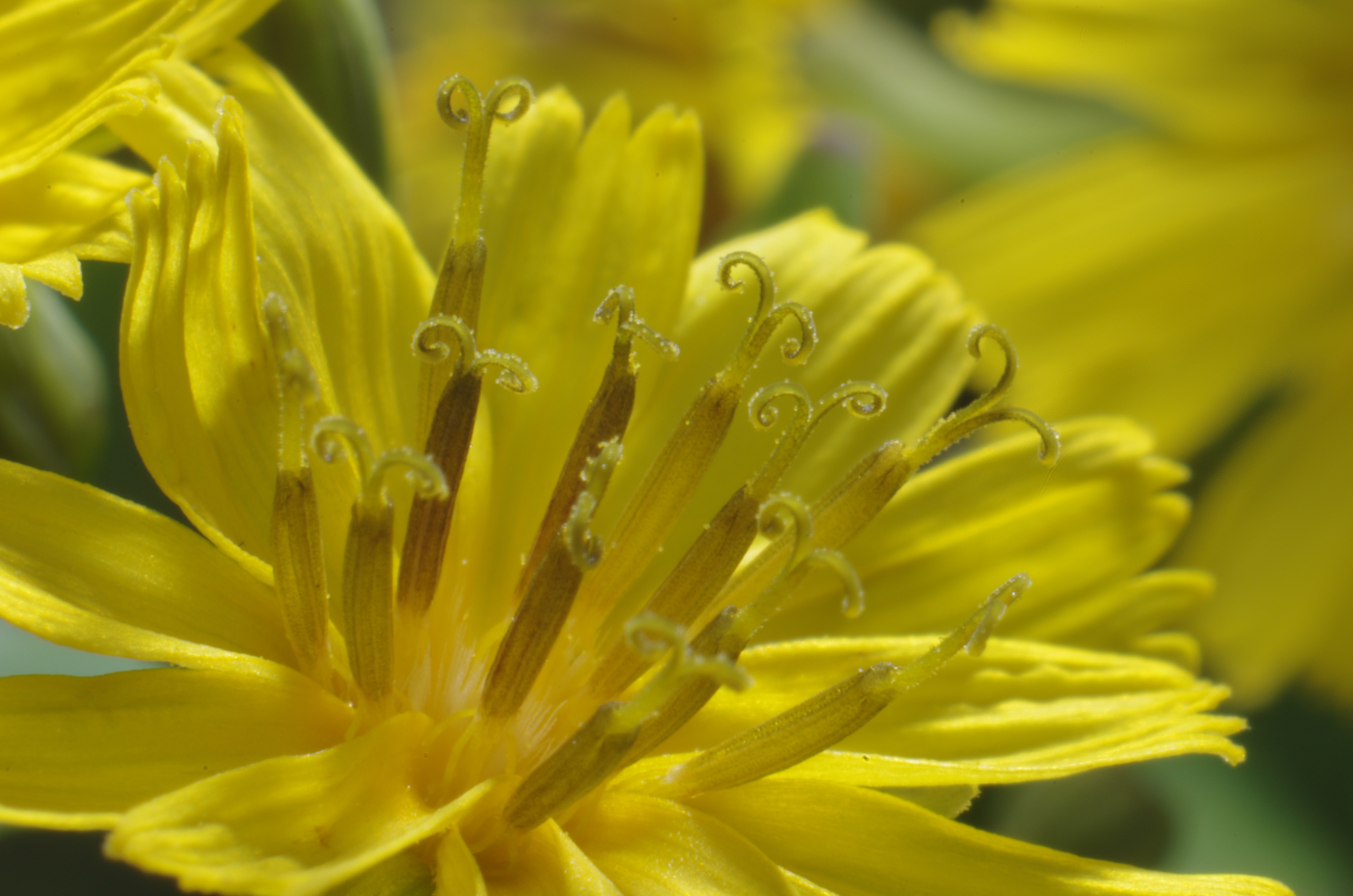 <b>ハキダメギクと同じキク科の「オニタビラコ」の花。小さな花の1つ1つから、クルンと丸まっためしべが突き出ている。最大倍率で撮影。K-5 / ノフレクサー60mm F4マクロ / 約6.6MB / 4,928×3,264 / 1/125秒 / F16 / 0EV / ISO200 / マニュアル露出 / WB：オート / 60mm</b>