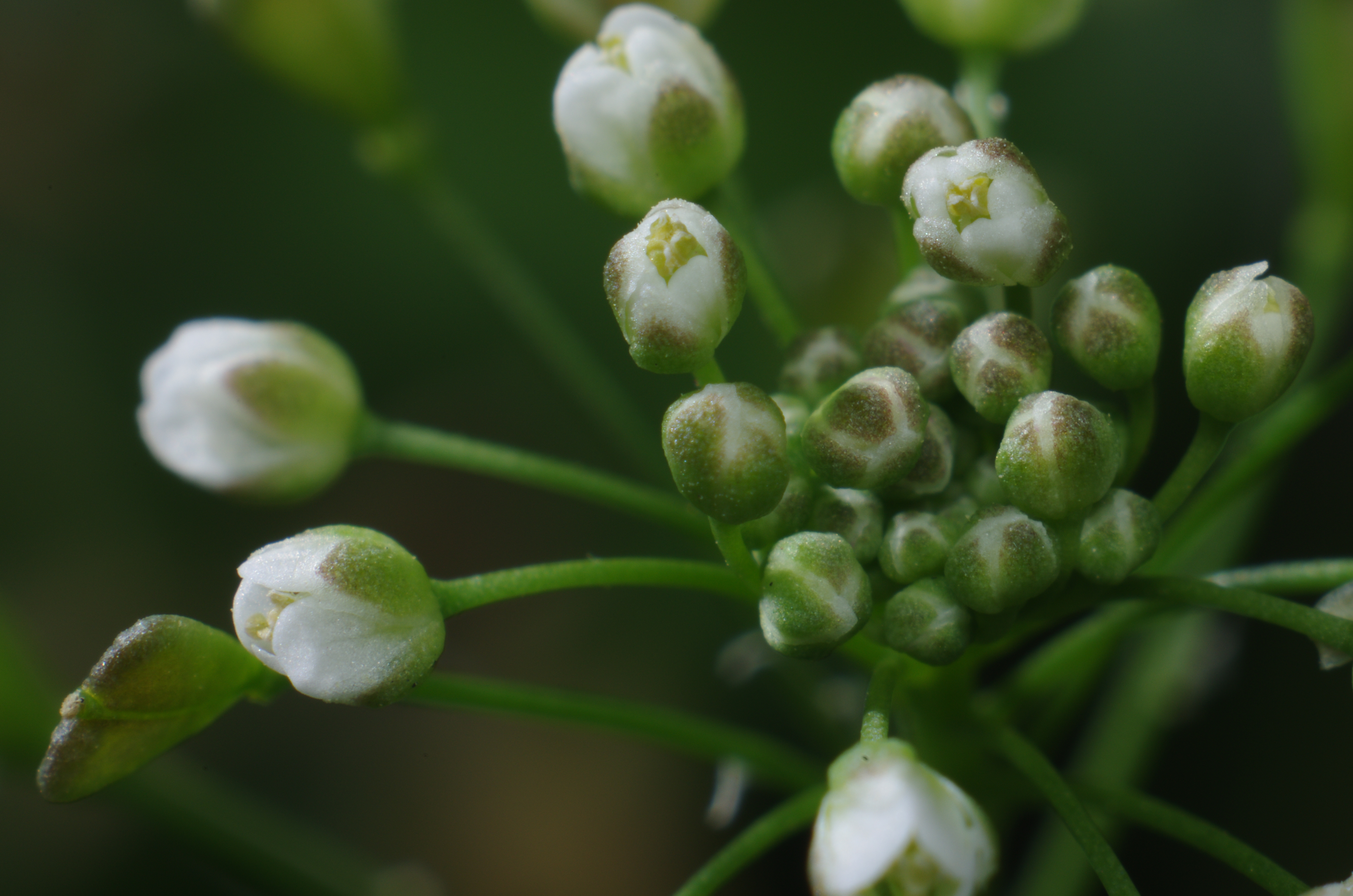 <b>ぺんぺん草とも言われる「ナズナ」の花。花も可憐だが蕾の質感が瑞々しい。イヌガラシと同じアブラナ科なので、印象が似ている。最大倍率で撮影。K-5 / ノフレクサー60mm F4マクロ / 約6.3MB / 4,928×3,264 / 1/125秒 / F11 / 0EV / ISO200 / マニュアル露出 / WB：オート / 60mm</b>