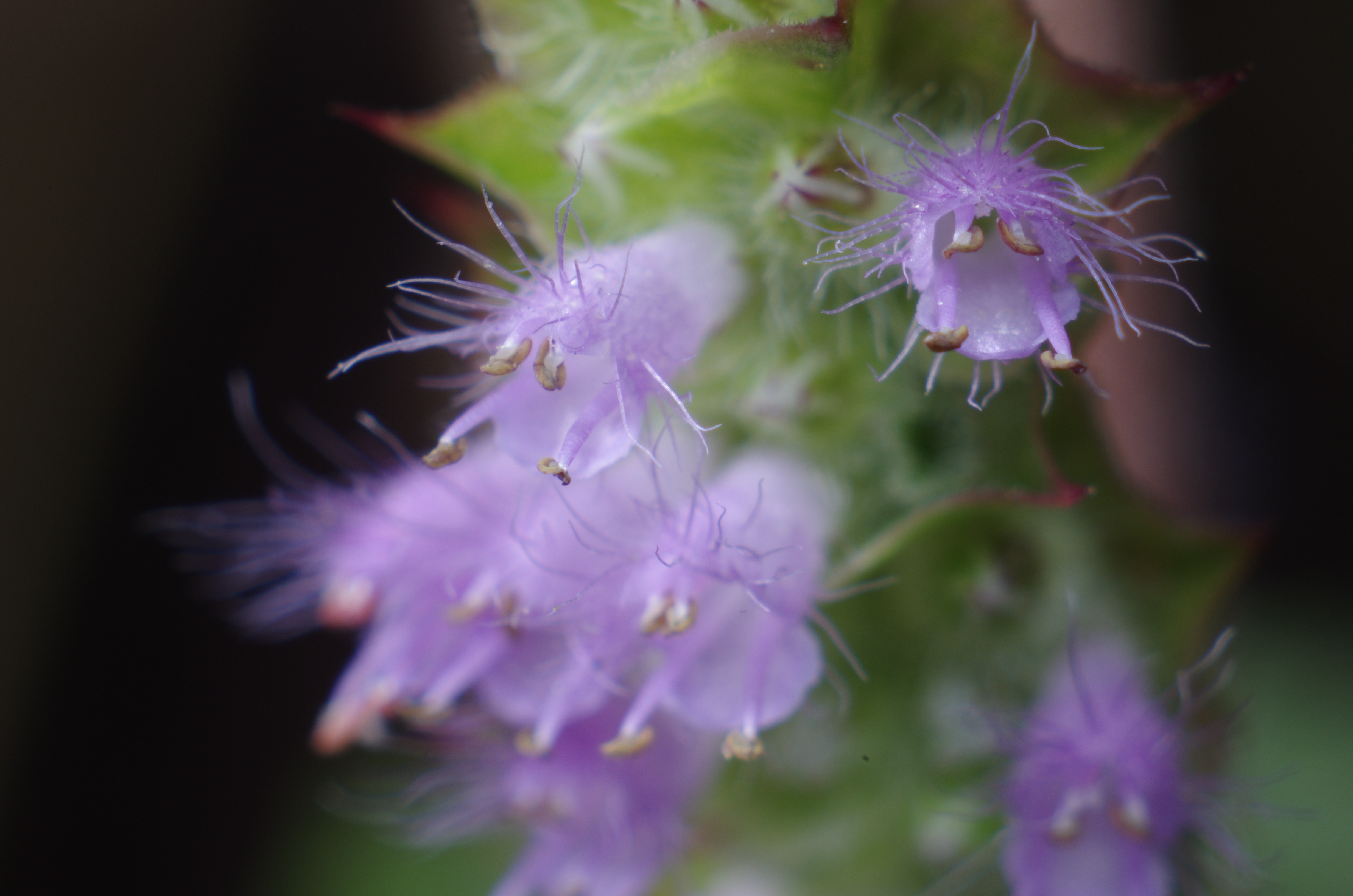 <b>最大倍率で撮影した「ナギナタコウジュ」の花。花びらに毛が生えているが、これは長く変化した細胞が連なったもののようで、よく見ると細胞壁が確認できる。K-5 / ノフレクサー60mm F4マクロ / 約6.1MB / 4,928×3,264 / 1/125秒 / F16 / 0EV / ISO200 / マニュアル露出 / WB：オート / 60mm</b>