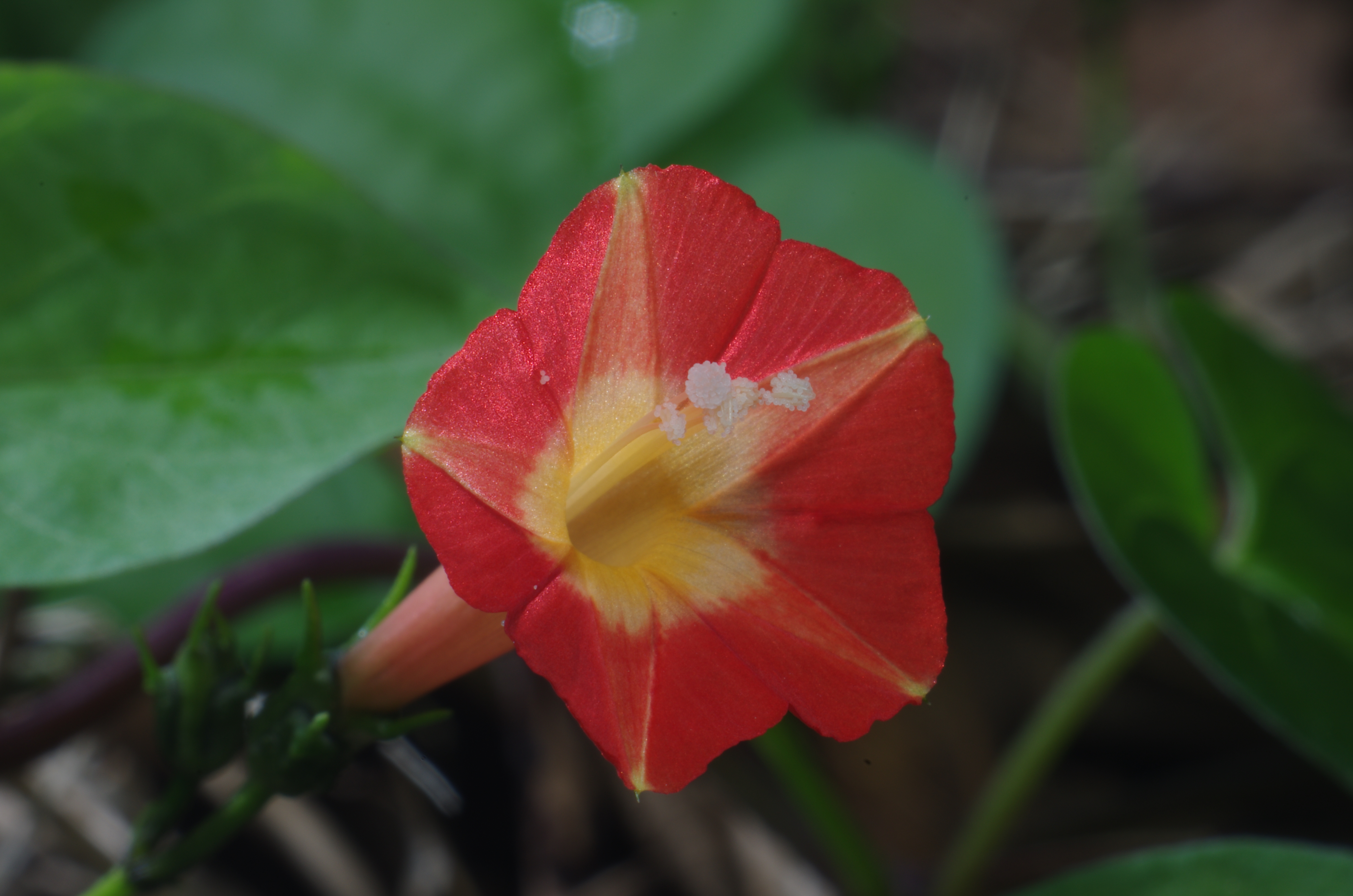 <b>同じマルバルコウの花を最小倍率で撮影。ヒルガオ科の植物だが、朱色が鮮やかだ。K-5 / ノフレクサー60mm F4マクロ / 約5.9MB / 4,928×3,264 / 1/125秒 / F22 / 0EV / ISO100 / マニュアル露出 / WB：オート / 60mm</b>