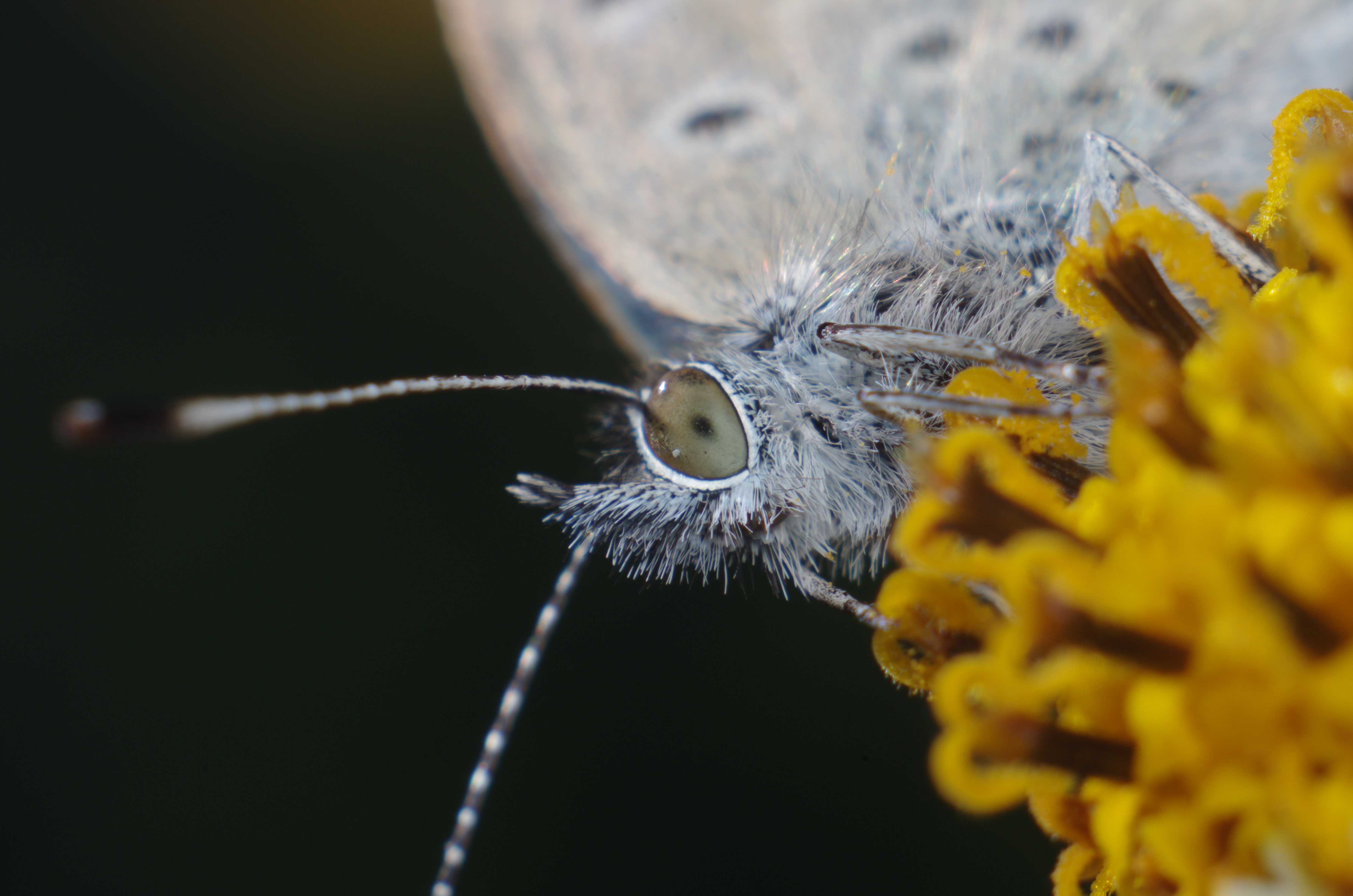 <b>同じヤマトシジミを最大倍率で撮影。毛むくじゃらの面白い顔をしている。K-5 / ノフレクサー60mm F4マクロ / 約6.1MB / 4,928×3,264 / 1/180秒 / F11 / 0EV / ISO200 / マニュアル露出 / WB：オート / 60mm</b>