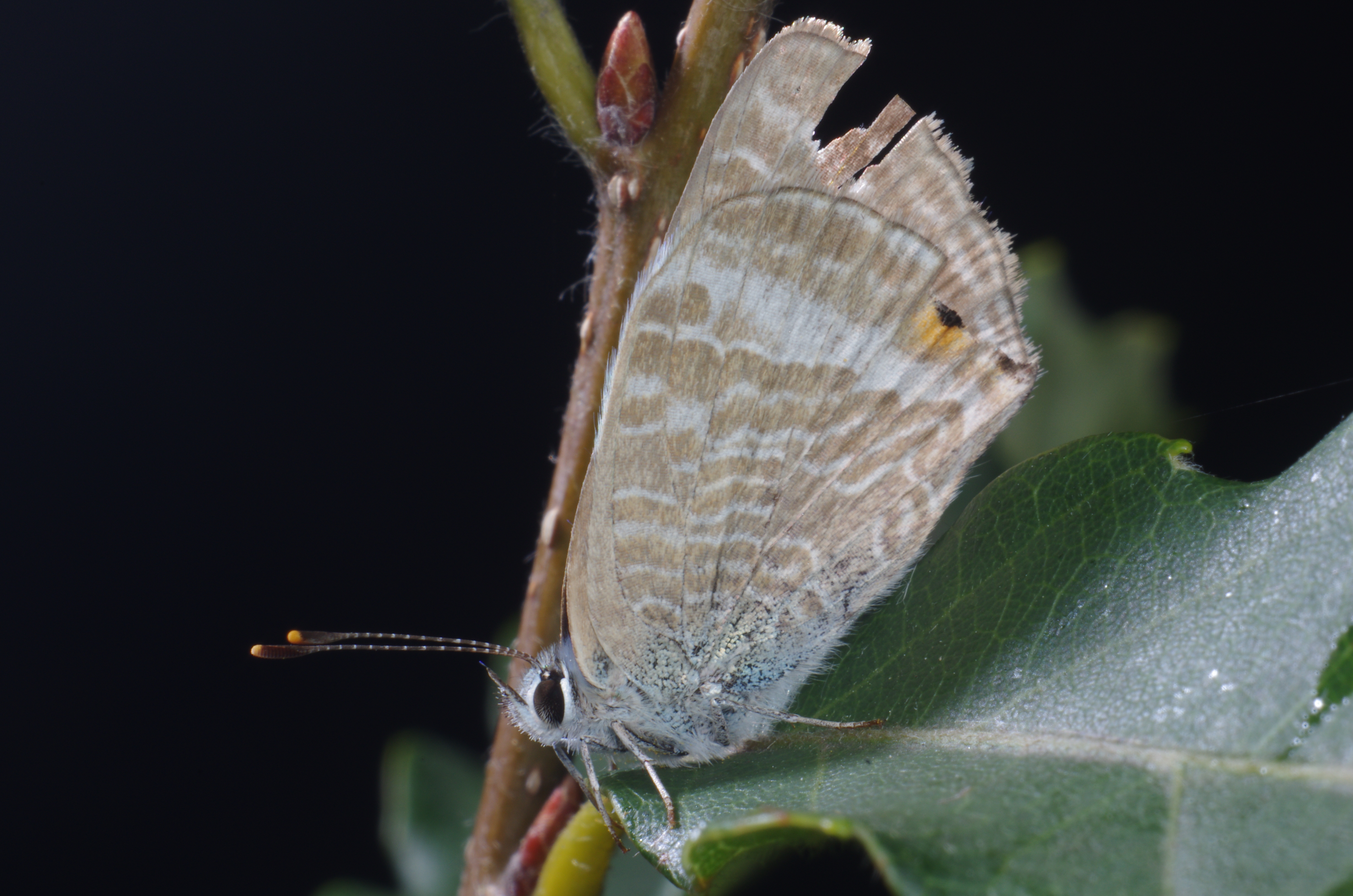 <b>同じウラナミシジミを最小倍率で撮影。夕方、雑木林のコナラの葉に止まってじっとしていた。本来このチョウの翅には小さな“しっぽ”が付いているが、この個体はすり切れて無くなっている。K-5 / ノフレクサー60mm F4マクロ / 約6.3MB / 4,928×3,264 / 1/125秒 / F22 / 0EV / ISO200 / マニュアル露出 / WB：オート / 60mm</b>