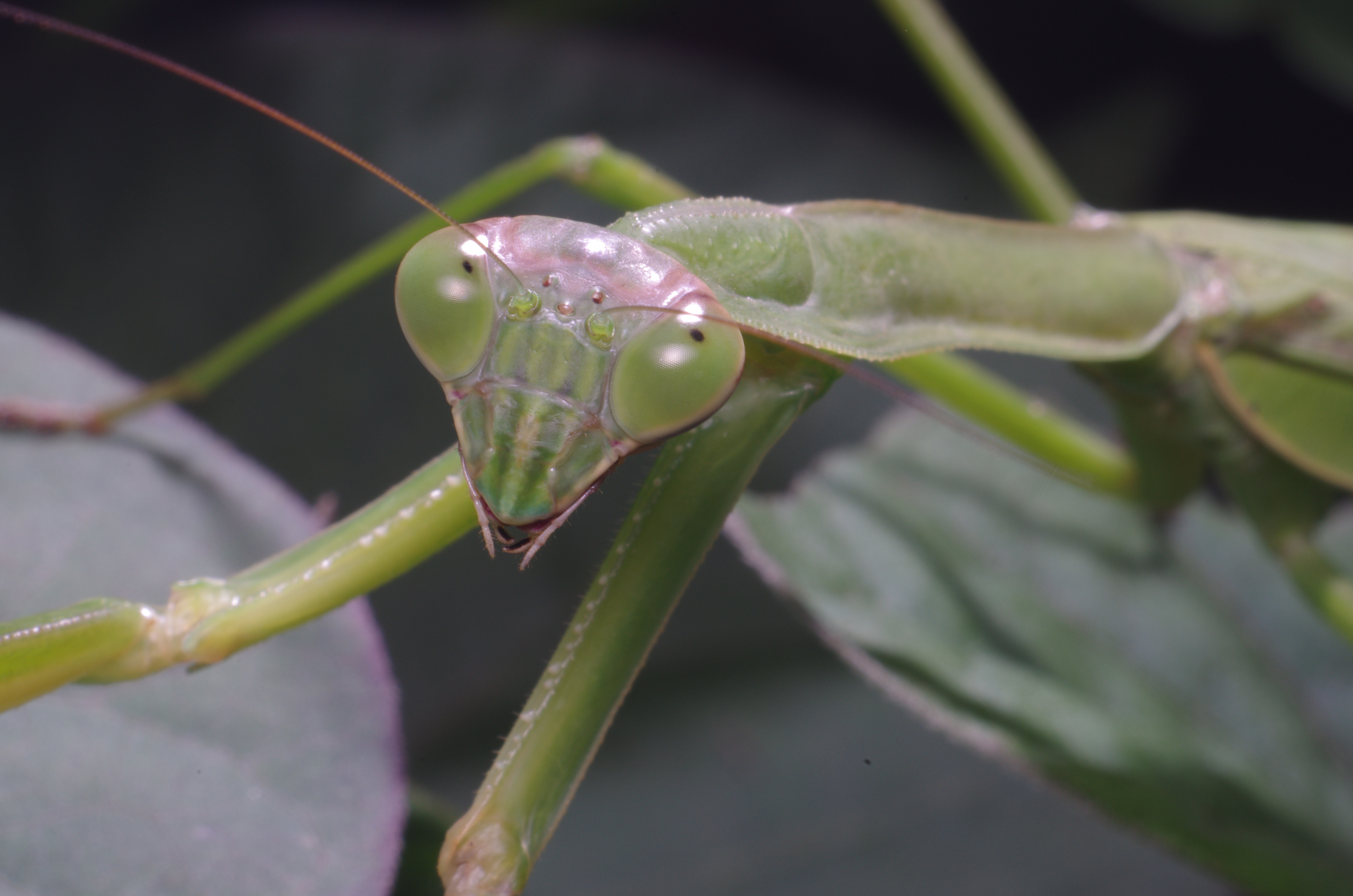 <b>「オオカマキリ」を最小倍率で撮影したが、その名の通り大きな虫なので全身像を撮ることはできない。カマキリは他の虫と違って、カメラの方を向く仕草をするので面白い。K-5 / ノフレクサー60mm F4マクロ / 約6.5MB / 4,928×3,264 / 1/125秒 / F22 / 0EV / ISO200 / マニュアル露出 / WB：オート / 60mm</b>