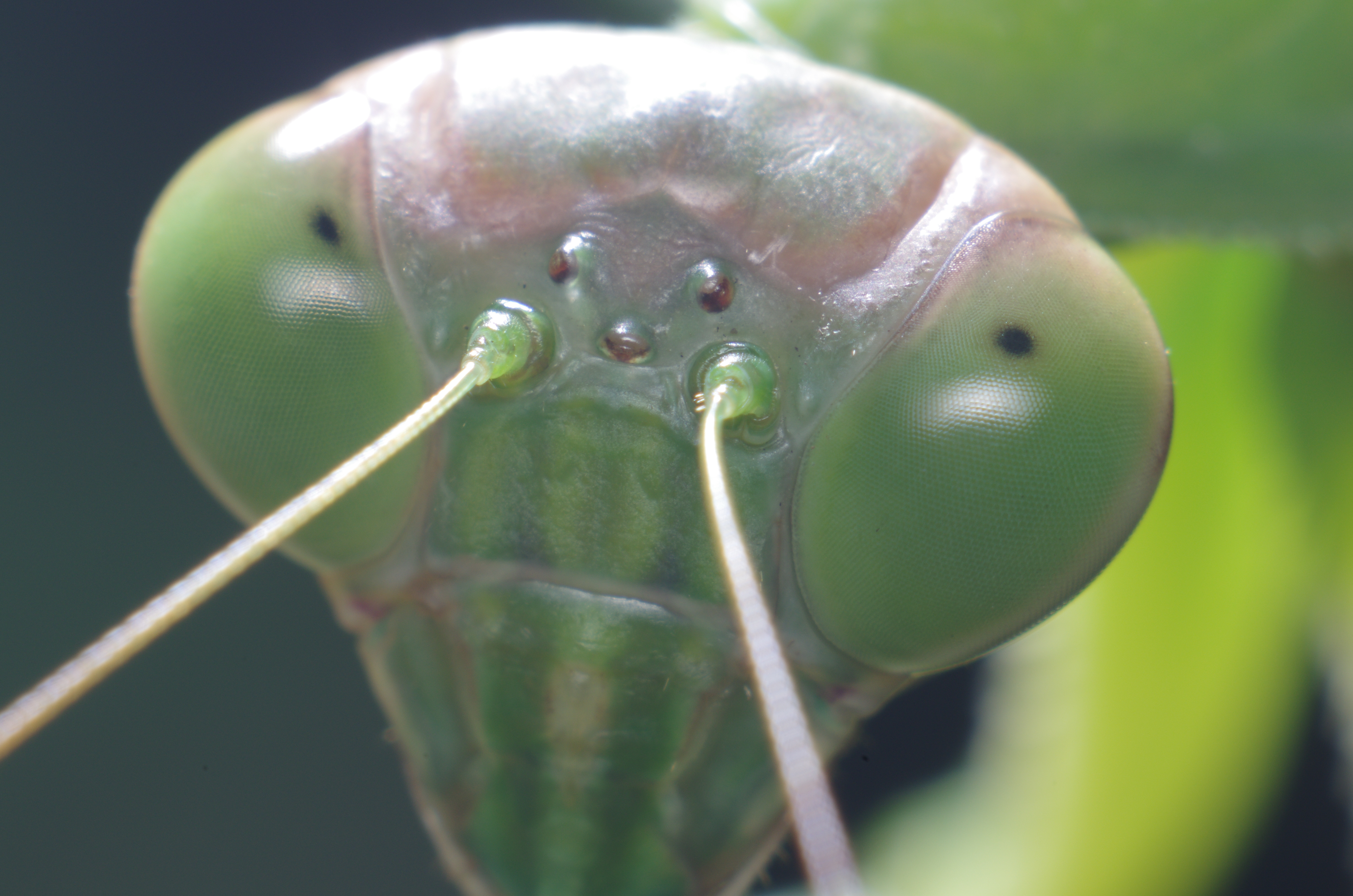 <b>最大倍率で撮影したオオカマキリの頭部だが、これも大きすぎて画面からはみ出してしまった。が、それよりもこの写真は黒に締まりが無くグレーに写ってしまっている。原因は「ノフレクサー60mm F4 マクロ」が逆光に弱く、スレーブストロボの光でハレーションを起こしているのだ。このレンズは高級感のあるベローズに比べ、チープな印象だ。K-5 / ノフレクサー60mm F4マクロ / 約6.6MB / 4,928×3,264 / 1/125秒 / F11 / 0EV / ISO200 / マニュアル露出 / WB：オート / 60mm</b>