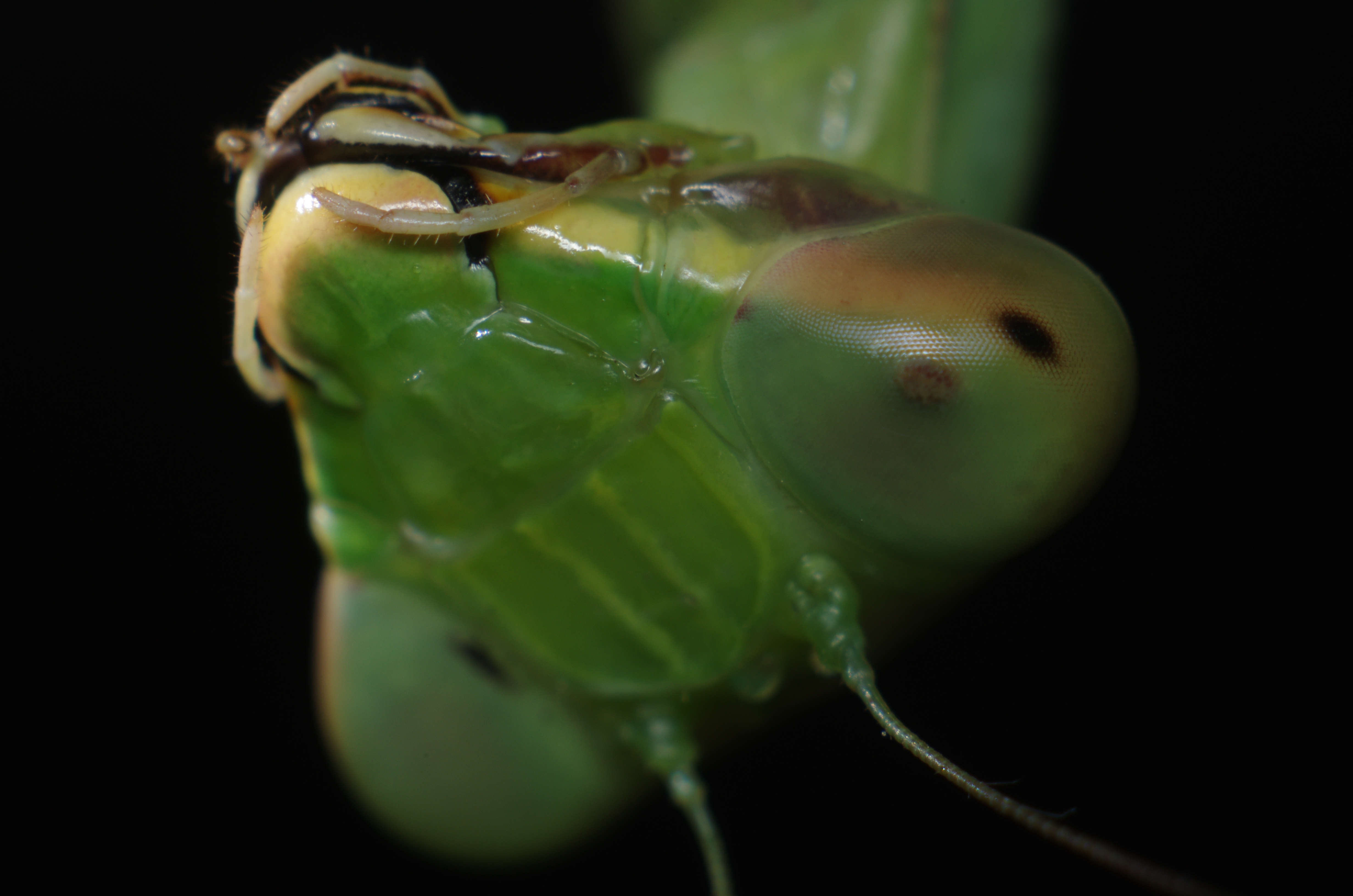 <b>こちらは最大倍率で撮影した「ハラビロカマキリ」の頭部。逆さに写っているのは、実際に上下逆さの姿勢で木に止まっていたから（笑）。同じカマキリでも種類によって顔の印象が異なっているのも面白い。K-5 / ノフレクサー60mm F4マクロ / 約7.5MB / 4,928×3,264 / 1/125秒 / F11 / 0EV / ISO200 / マニュアル露出 / WB：オート / 60mm</b>