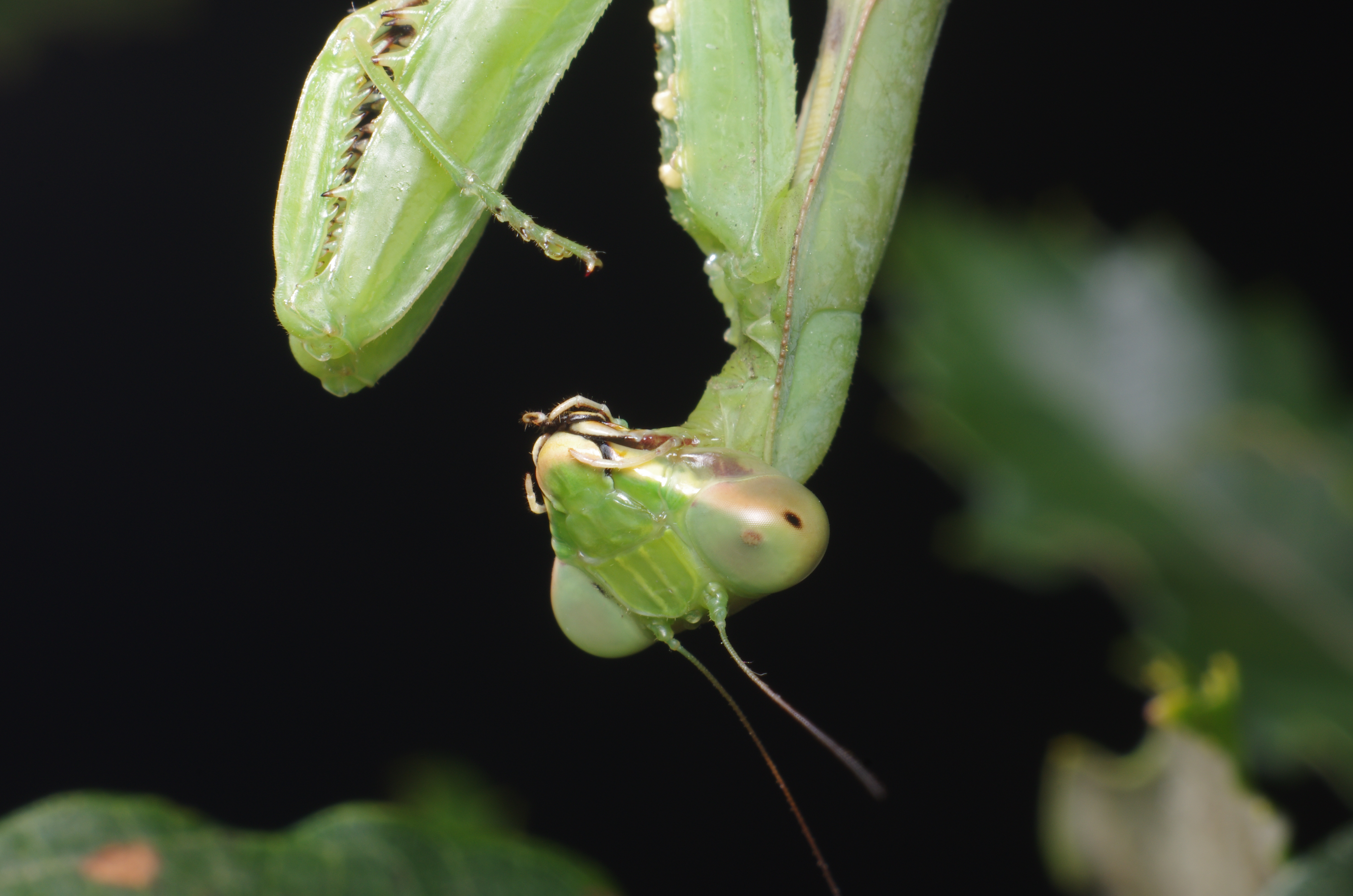 <b>同じハラビロカマキリの胸像を最小倍率で撮影。折りたたまれた前足や鎌のディテールも興味深い。黒目がこっちを向いているように見えるのは“偽瞳孔”という錯覚の一種で、どの方向からも同じように黒目が見える。K-5 / ノフレクサー60mm F4マクロ / 約5.9MB / 4,928×3,264 / 1/125秒 / F22 / 0EV / ISO200 / マニュアル露出 / WB：オート / 60mm</b>