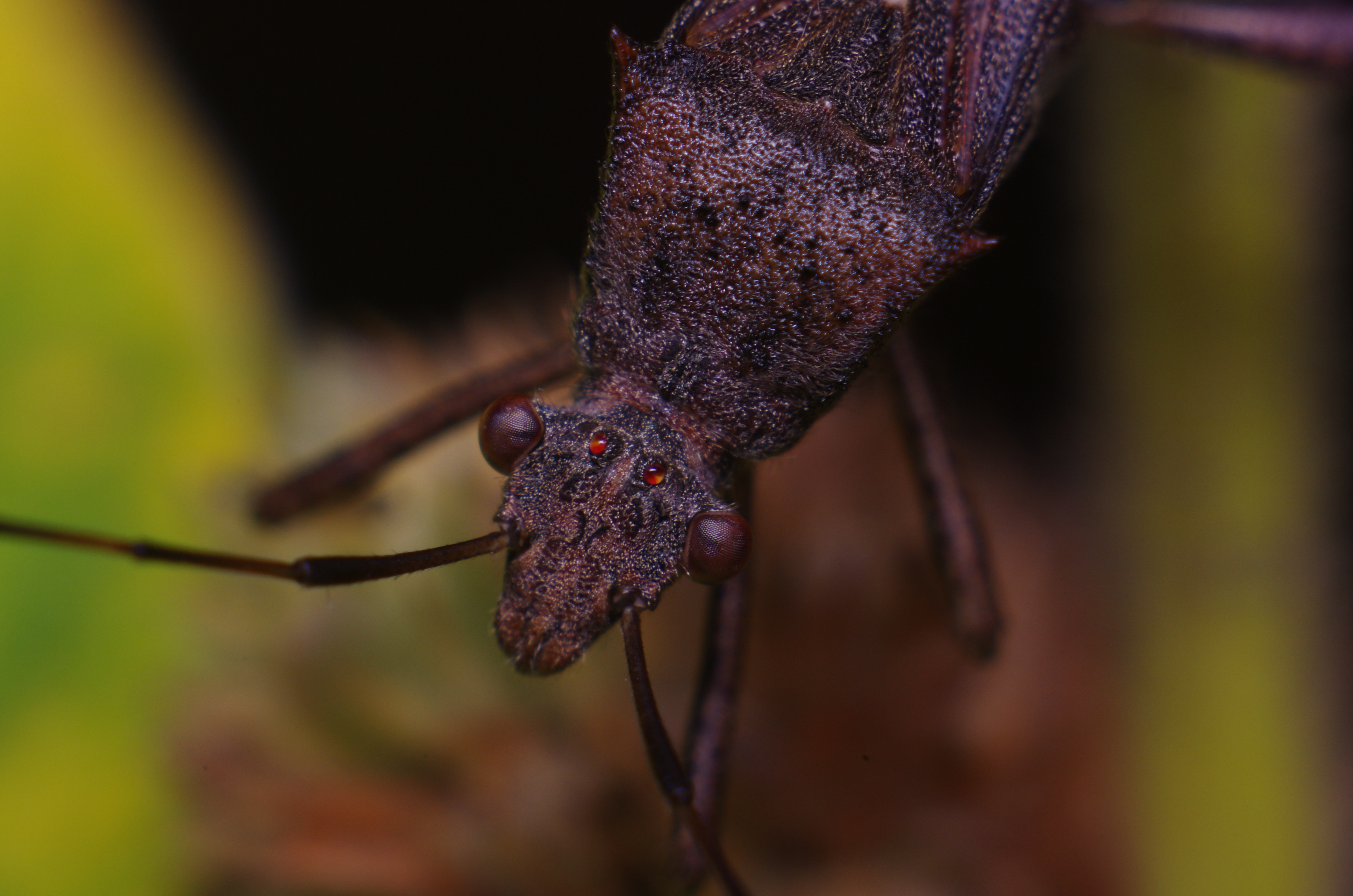 <b>最大倍率で撮影したホソヘリカメムシの頭部。複眼の間に2個の単眼が見える。実はこのカメムシの写真は内蔵ストロボとディフューザーのみで撮影しているが、なかなか良く写っている。K-5 / ノフレクサー60mm F4マクロ / 約7.3MB / 4,928×3,264 / 1/125秒 / F11 / 0EV / ISO200 / マニュアル露出 / WB：オート / 60mm</b>