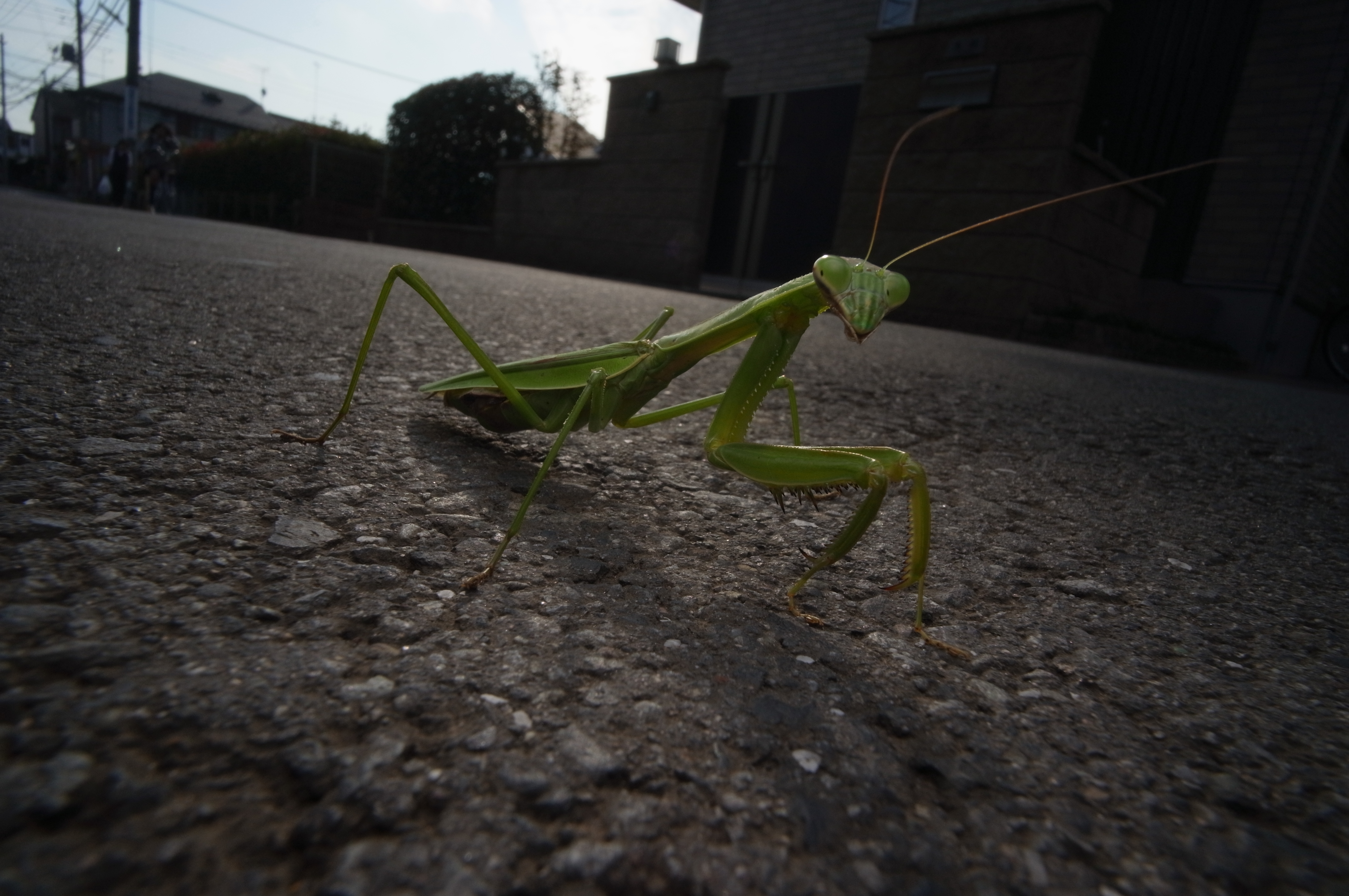 <b>道路を横切るオオカマキリ。この時期は地面でぺちゃんこになっているカマキリをよく見かけることがある。ウルトラワイドへリアー12mm F5.6は一眼レフ用の超広角ズームなどよりレンズ径が小さく、より低い視点で撮影できる利点がある<br>GXR MOUNT A12 / ULTRA WIDE-HELIAR 12mm F5.6 Aspherical / 約4.2MB / 4,288×2,848 / 1/160秒 / F11 / 0EV / ISO200 / 12mm</b>