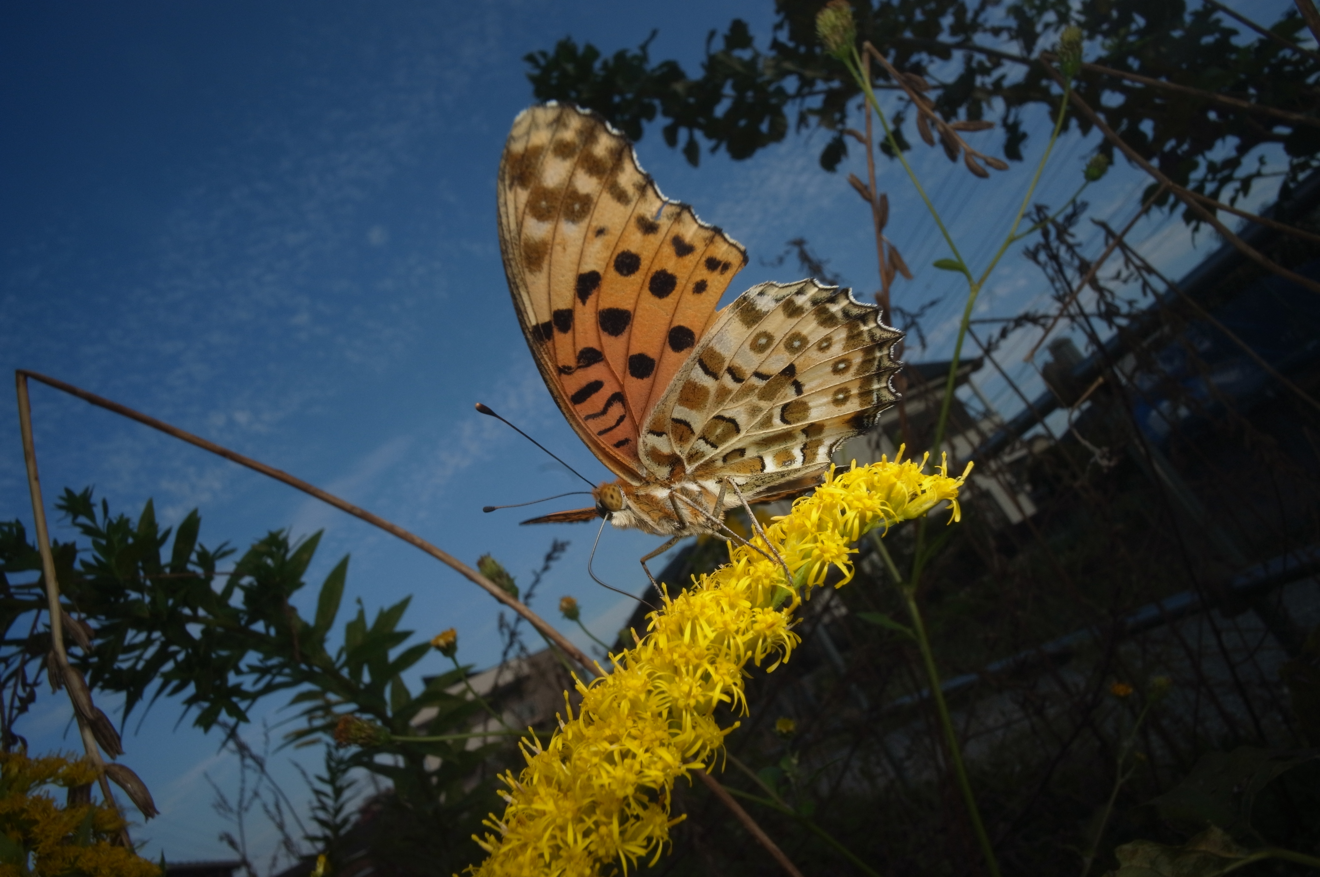 <b>美しい羽のツマグロヒョウモンが、セイタカアワダチソウの蜜を吸っている。意外に寒さに強いチョウで、晩秋の暖かい日にはひらひら舞っているのを見ることが出来る。GXR MOUNT A12 / ULTRA WIDE-HELIAR 12mm F5.6 Aspherical / 約4.2MB / 4,288×2,848 / 1/200秒 / F11 / 0EV / ISO200 / 12mm</b>