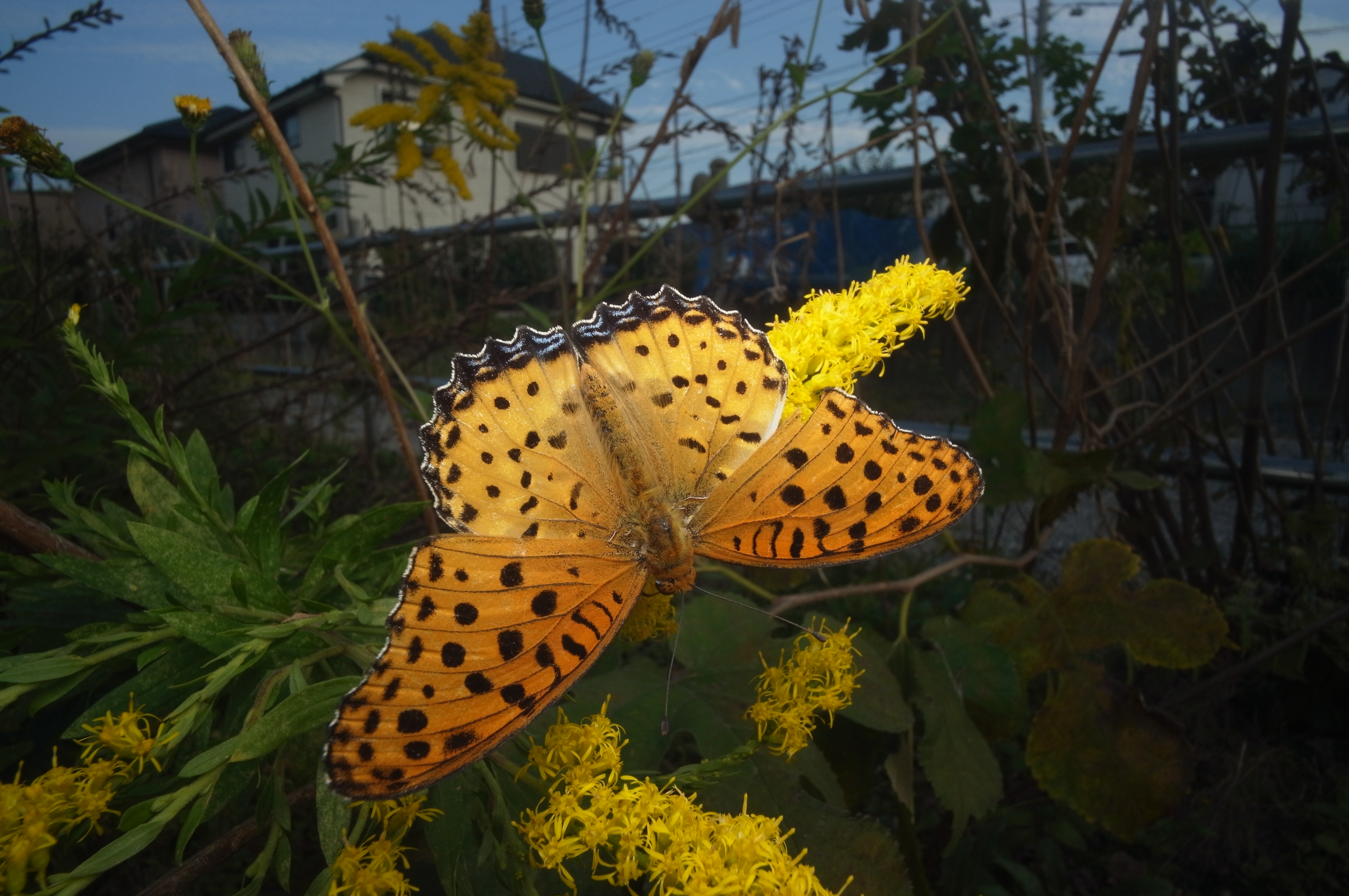 <b>同じツマグロヒョウモンの、翅の表を撮影。オスとメスでは模様が違うが、これはオスである。GXR MOUNT A12 / ULTRA WIDE-HELIAR 12mm F5.6 Aspherical / 約4.2MB / 4,288×2,848 / 1/125秒 / F11 / 0EV / ISO200 / 12mm</b>