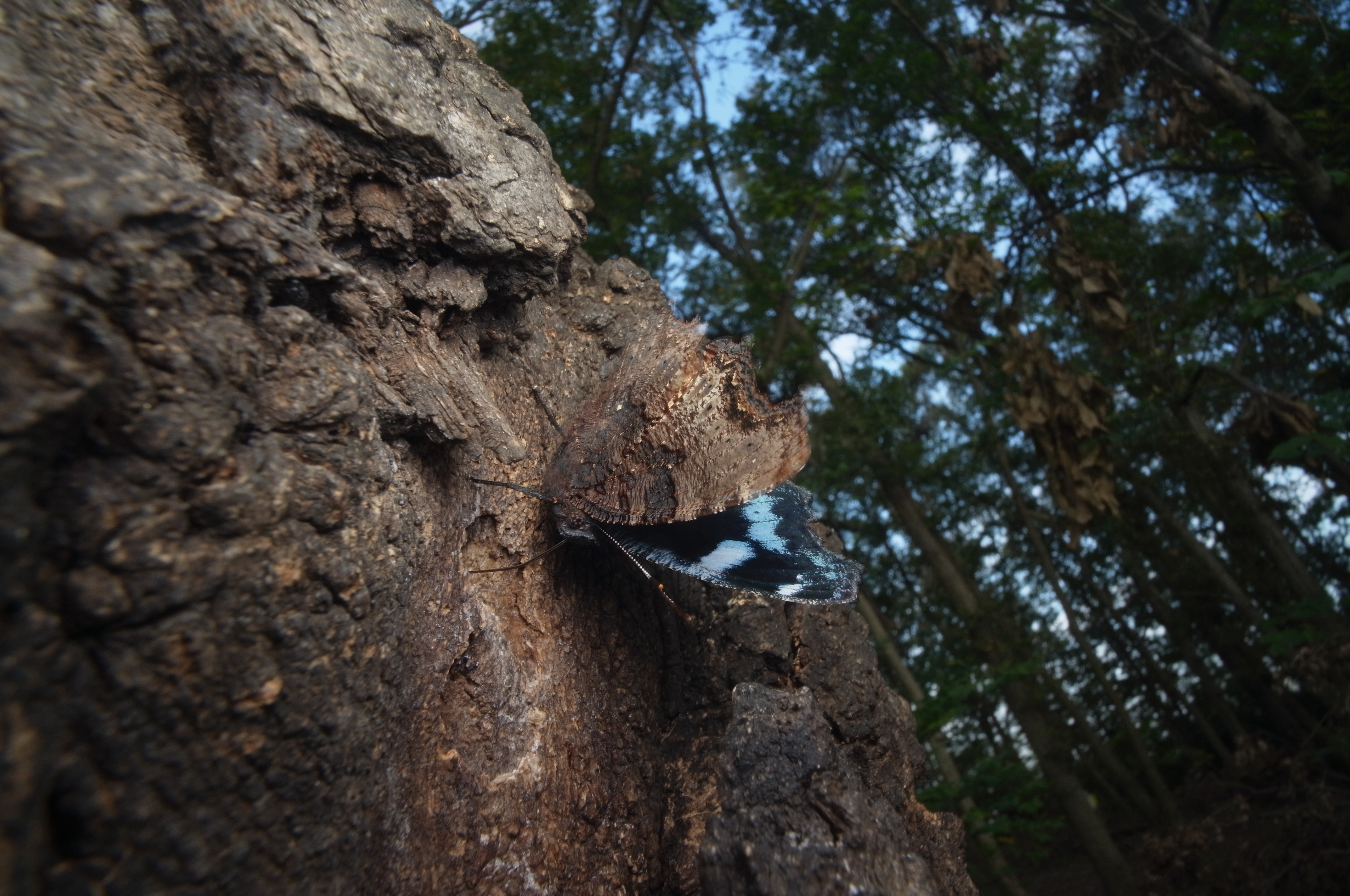 <b>住宅地内に残された雑木林にて、コナラの樹液を吸うルリタテハ。成虫越冬するチョウで、晩秋でも暖かい日には活動するのを見ることが出来る。GXR MOUNT A12 / ULTRA WIDE-HELIAR 12mm F5.6 Aspherical / 約4.3MB / 4,288×2,848 / 1/20秒 / F11 / 0EV / ISO200 / 12mm</b>