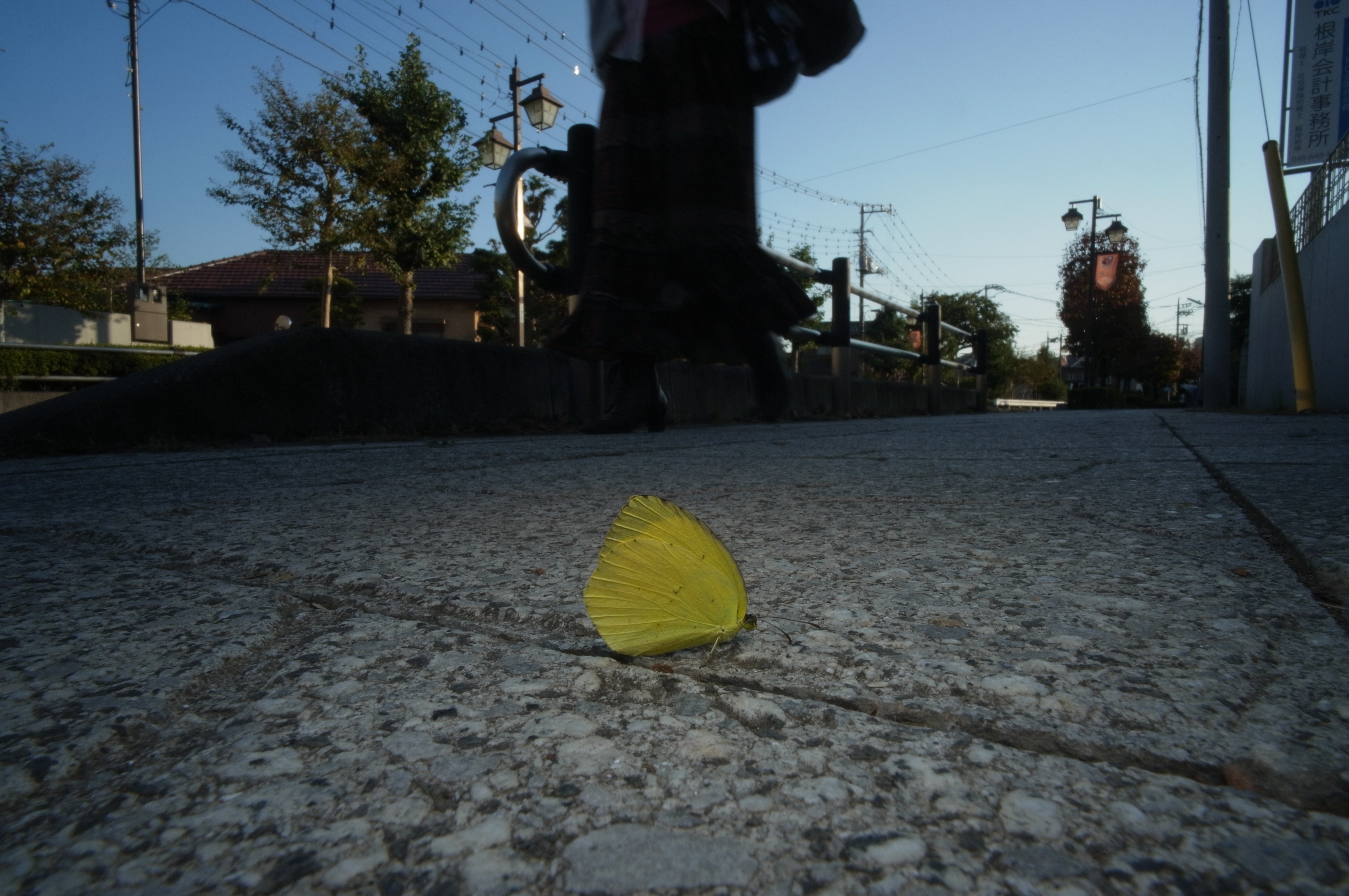 <b>キチョウが歩道の真ん中に止まっていた。急に気温が下がったため、動けないでいるようだ。おかげで思う存分撮影できるが、それもこの季節ならではだと言える。GXR MOUNT A12 / ULTRA WIDE-HELIAR 12mm F5.6 Aspherical / 約4.2MB / 4,288×2,848 / 1/50秒 / F22 / 0EV / ISO200 / 12mm</b>