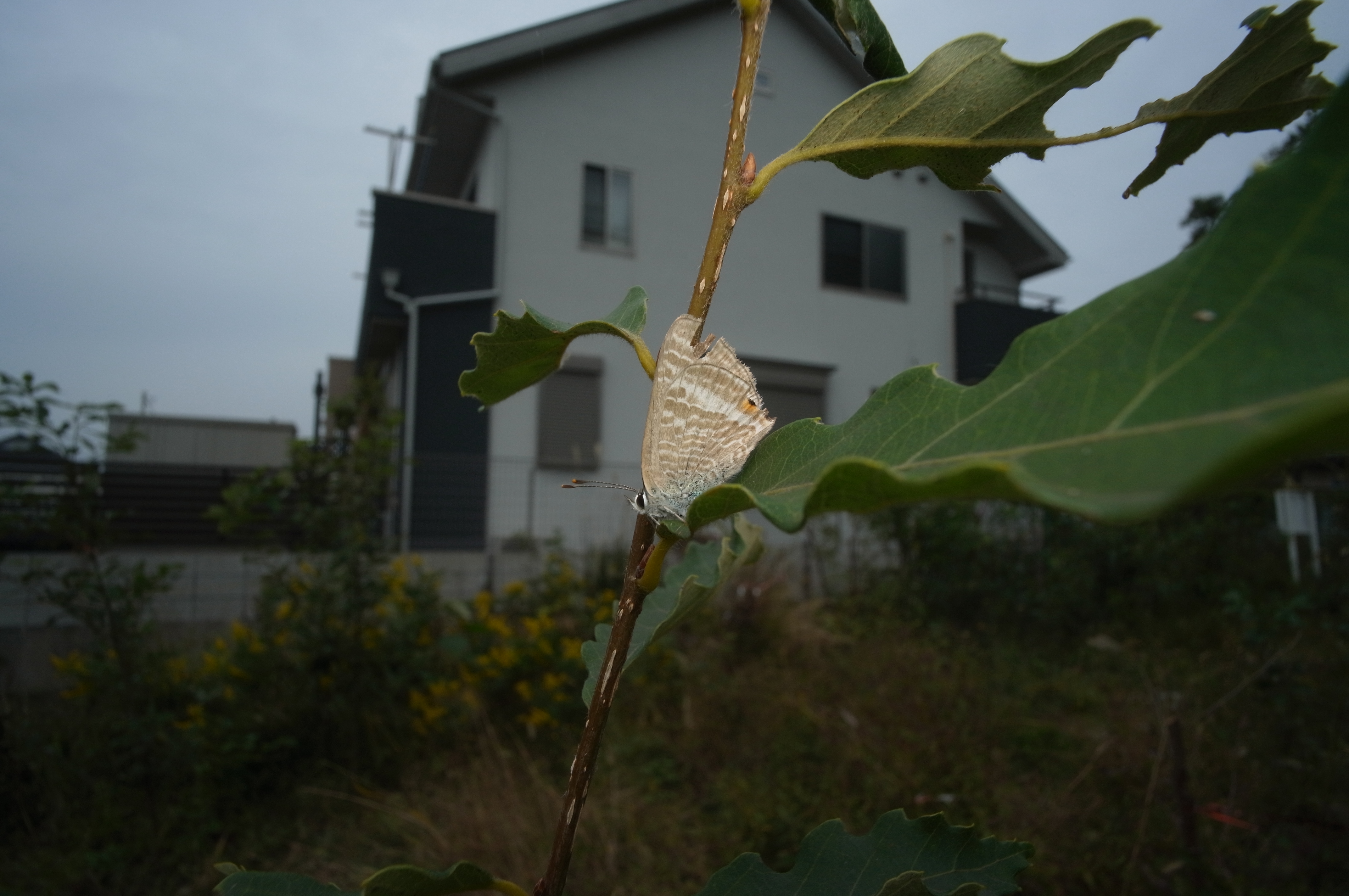<b>スペーサーを組み込み、なおかつヘリコイドを最大に繰り出した状態。撮影距離はレンズ前から約7cm。主役のチョウがほどよい大きさで写り、かつ周囲の環境も描写される“広角マクロ”らしい写真になった。GXR MOUNT A12 / ULTRA WIDE-HELIAR 12mm F5.6 Aspherical / 約4.1MB / 4,288×2,848 / 1/50秒 / F11 / 0EV / ISO200 / 12mm</b>