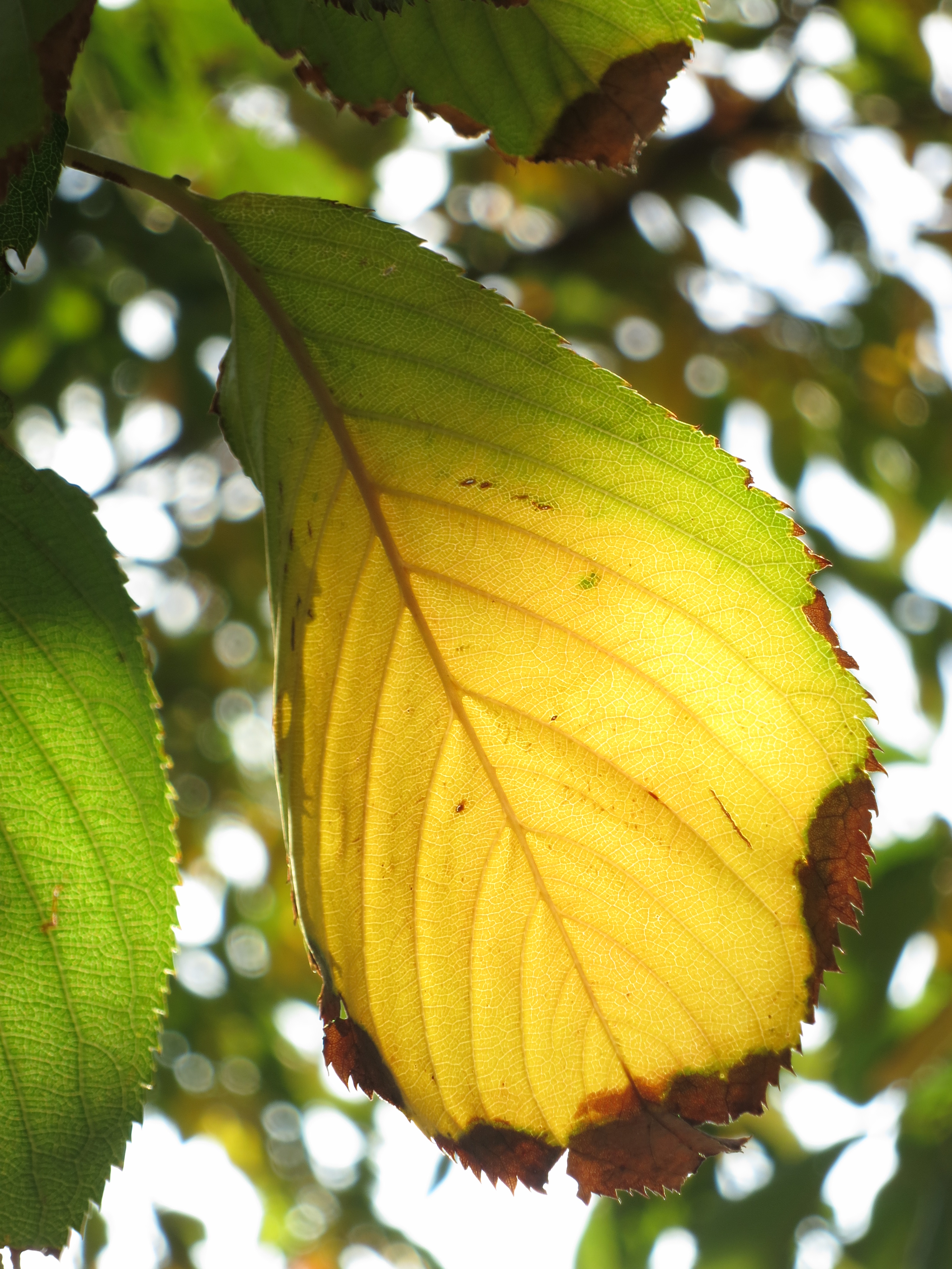 <b>PowerShot S100 / 約2.6MB / 3,000×4,000 / 1/125秒 / F5.9 / +1.3EV / ISO100 / WB:オート / 26mm</b>