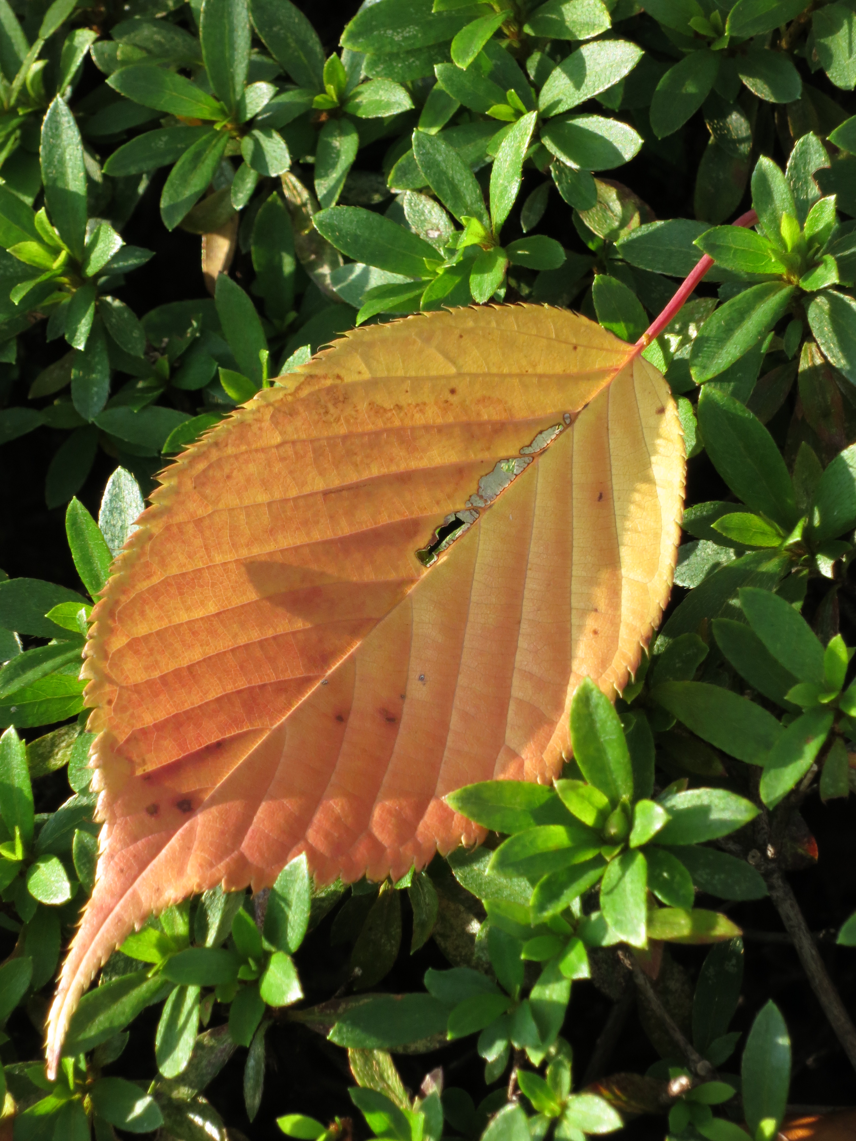 <b>PowerShot S100 / 約2.6MB / 3,000×4,000 / 1/125秒 / F5.9 / 0.0EV / ISO320 / WB:オート / 26mm</b>