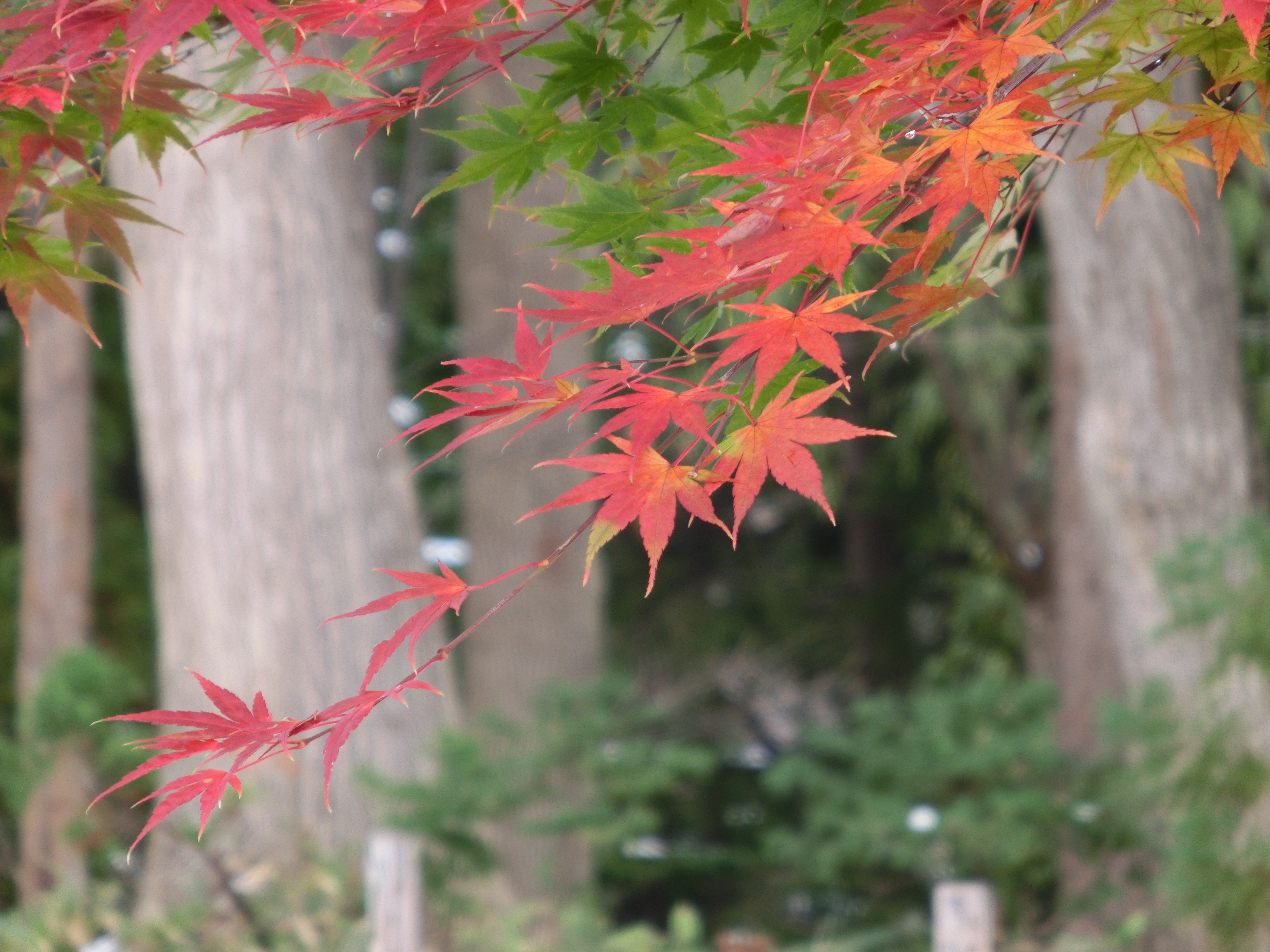 <b>通常撮影 / EXILIM EX-ZR200 / 4,608×3,456 / 1/30秒 / F5.9 / 0EV / ISO80 / WB:オート / 53mm（300mm相当）</b>