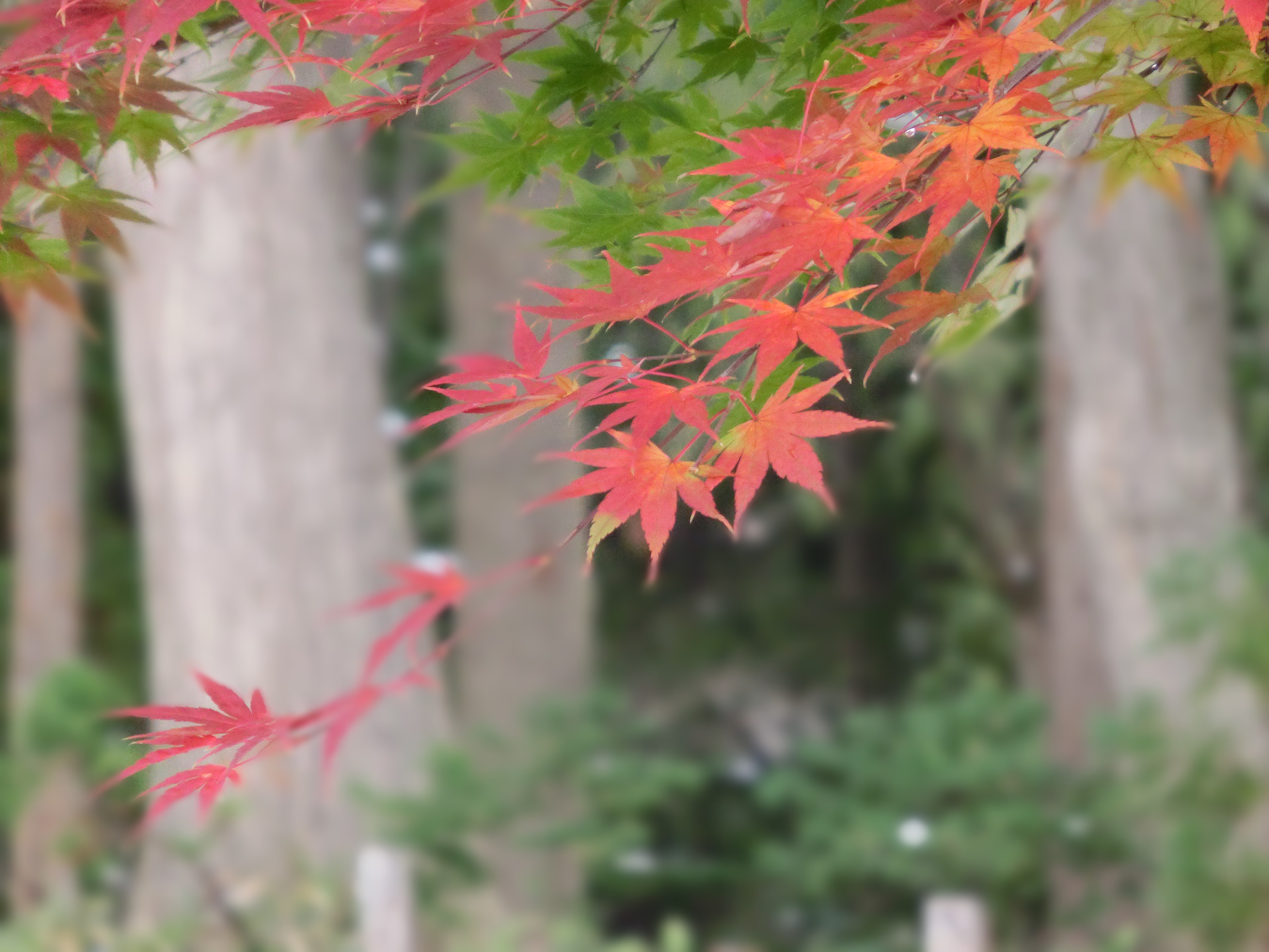 <b>背景ぼかし / EXILIM EX-ZR200 / 4,608×3,456 / 1/320秒 / F5.9 / 0EV / ISO640 / WB:オート / 53mm（300mm相当）</b>