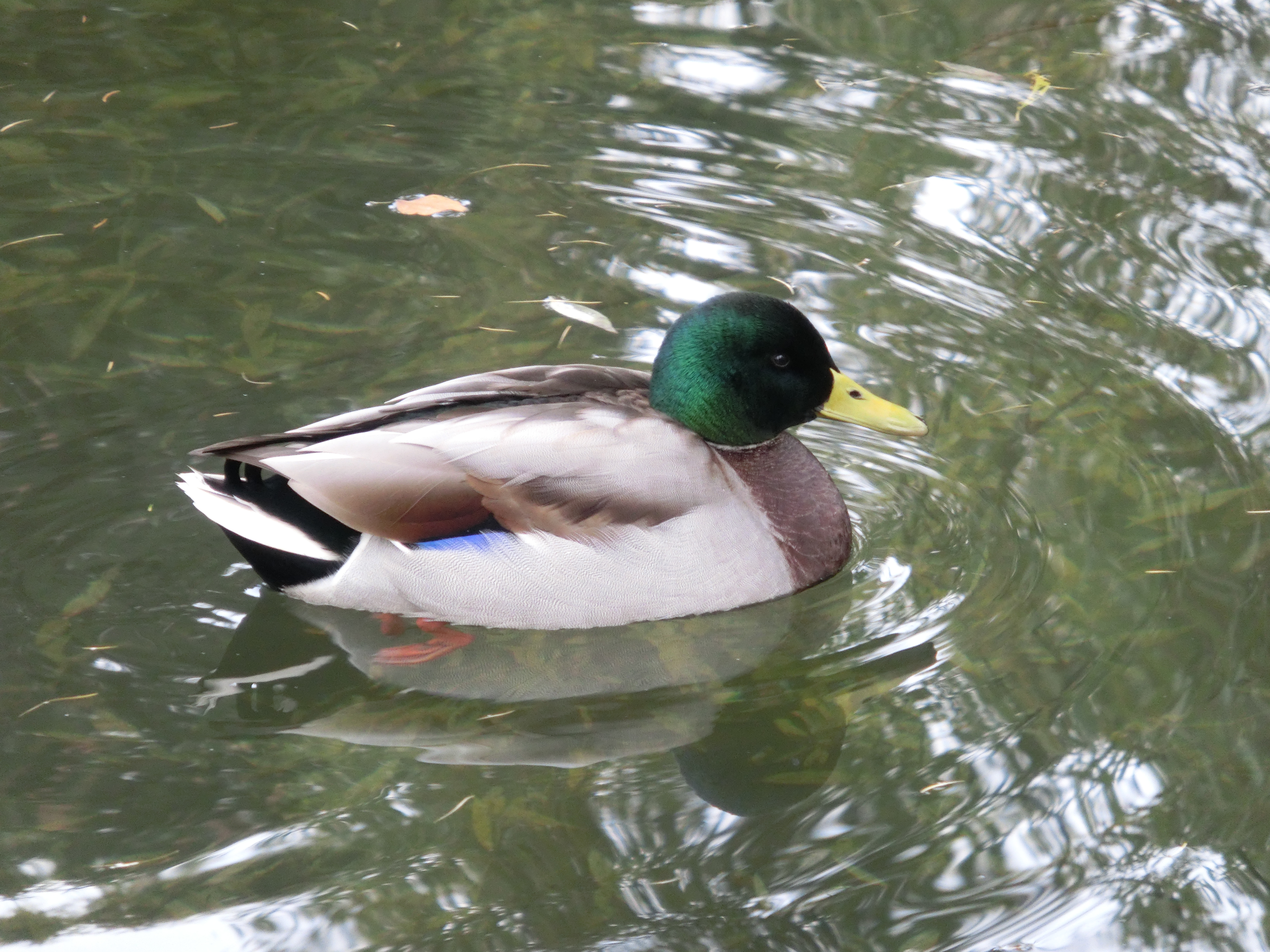 <b>暗かったのでISO400まで感度アップ。このあたりが個人的には限界かと思う。EXILIM EX-ZR200 / 4,608×3,456 / 1/80秒 / F5.9 / 0EV / ISO400 / WB:オート / 53mm（300mm相当）</b>