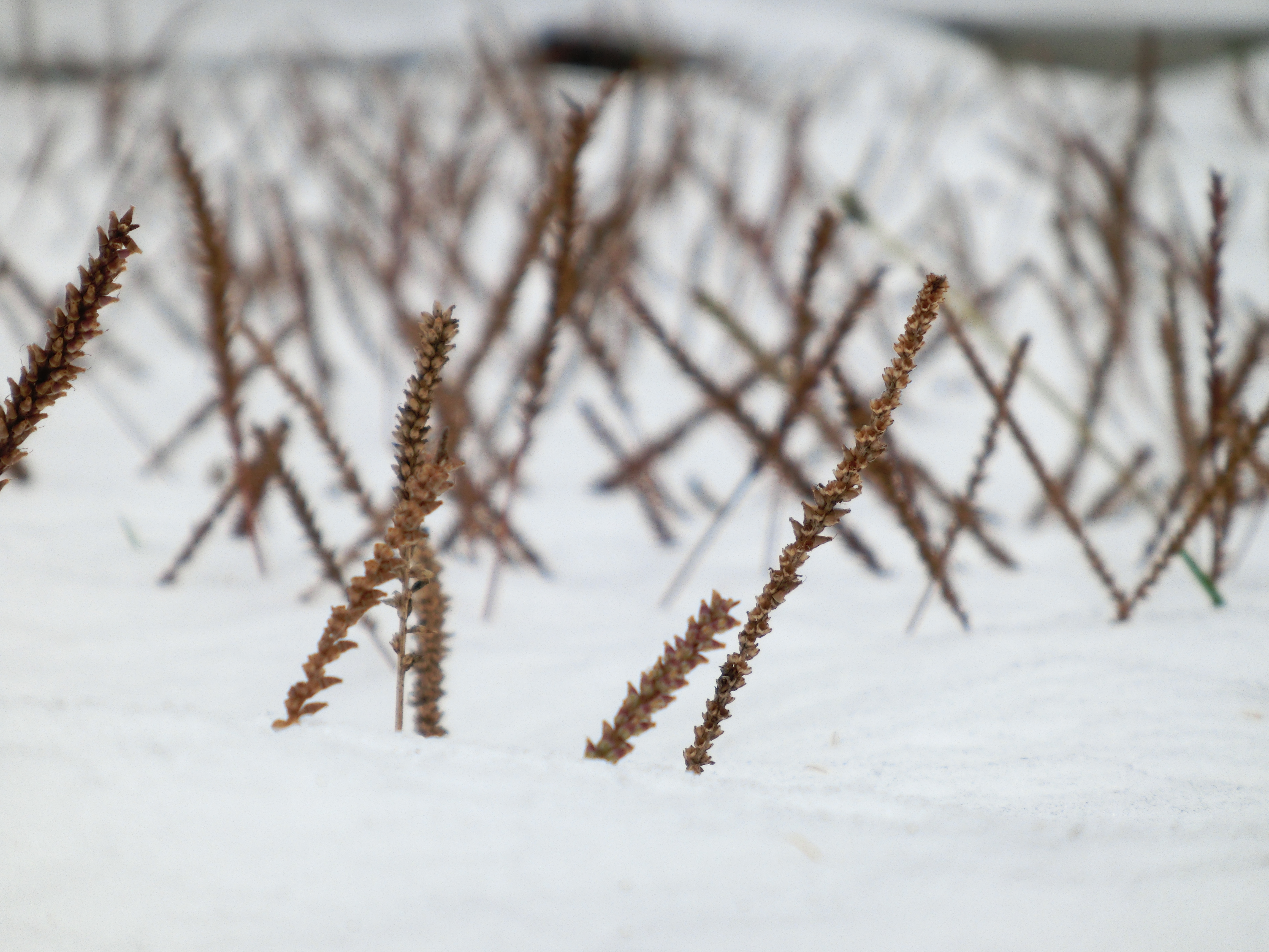<b>1/2.3型のセンサーとは言え、300mm相当の望遠端でぐっと寄って撮れば、それなりに背景はボケてくれる。EXILIM EX-ZR200 / 4,608×3,456 / 1/200秒 / F5.9 / 1.0EV / ISO80 / WB:オート / 53mm（300mm相当）</b>