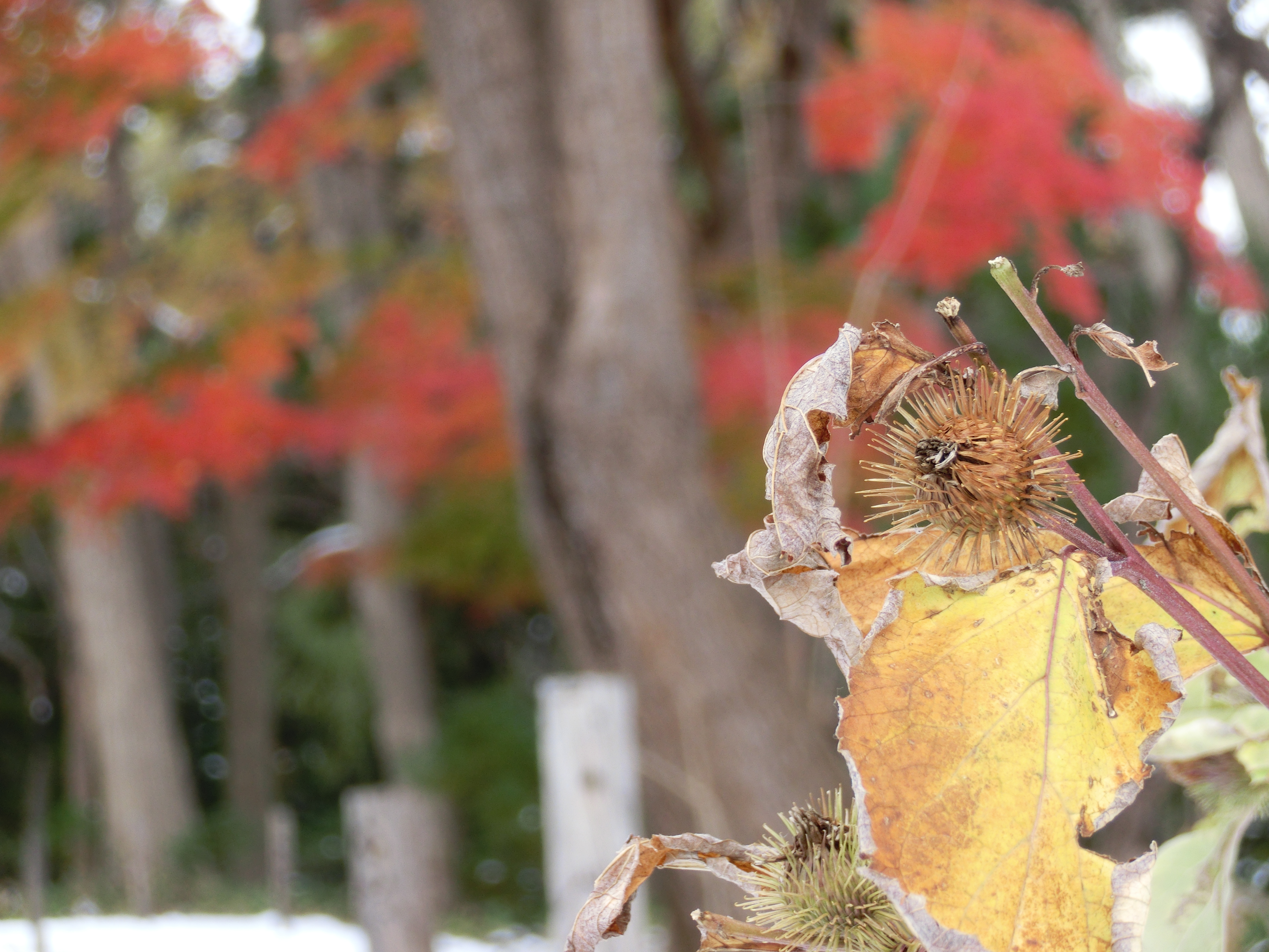 <b>これは「背景ぼかし」を使ってないカット。というか、オンとオフとであまり差が見られなかった条件。EXILIM EX-ZR200 / 4,608×3,456 / 1/60秒 / F5.4 / 1.0EV / ISO80 / WB:オート / 19.54mm（110mm相当）</b>
