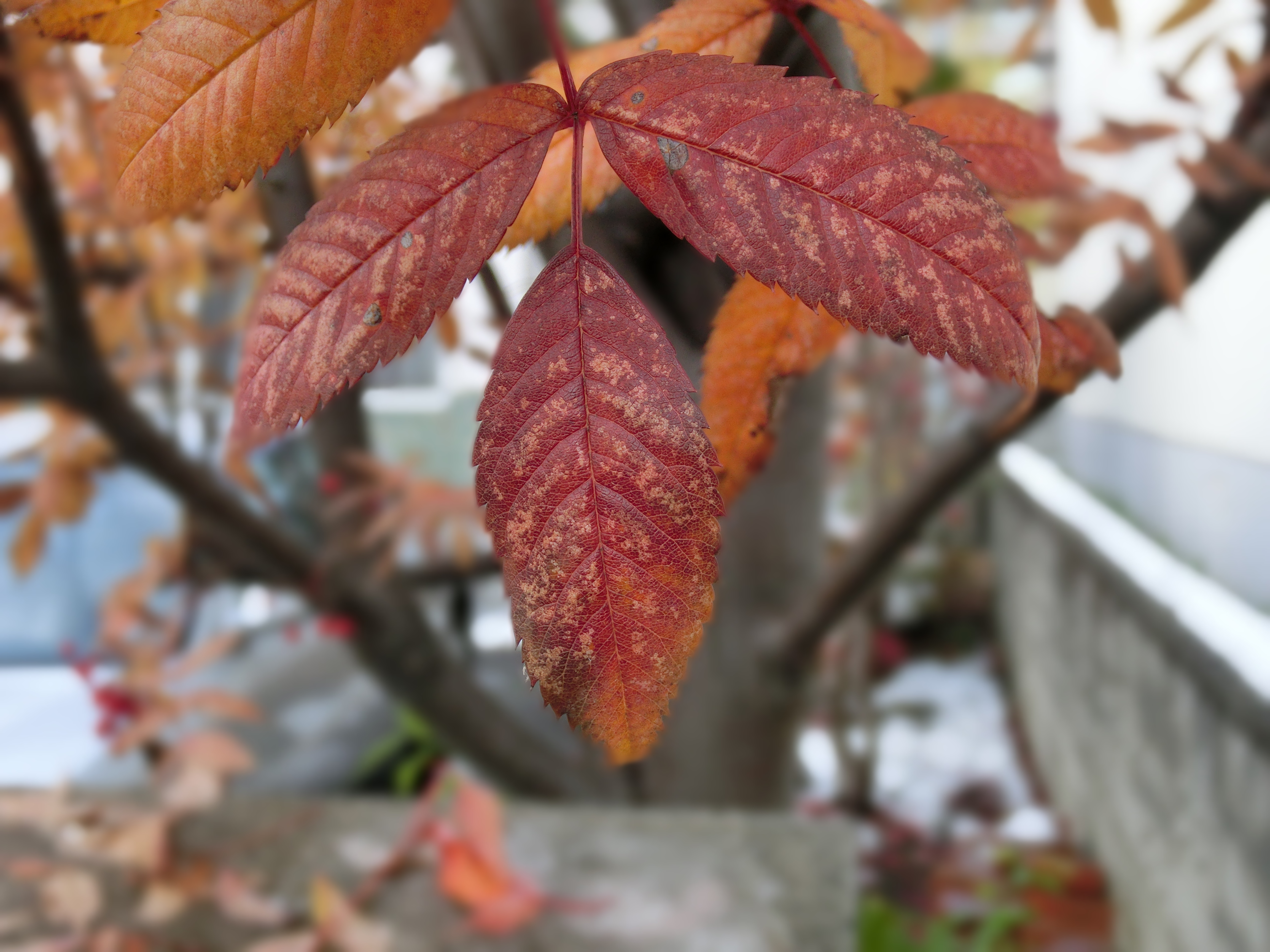 <b>これは「背景ぼかし」で撮ったカット。ピントが合った葉のエッジを見ると少々不自然な印象もあるが。EXILIM EX-ZR200 / 4,608×3,456 / 1/125秒 / F3.9 / 0EV / ISO80 / WB:オート / 6.67mm（38mm相当）</b>