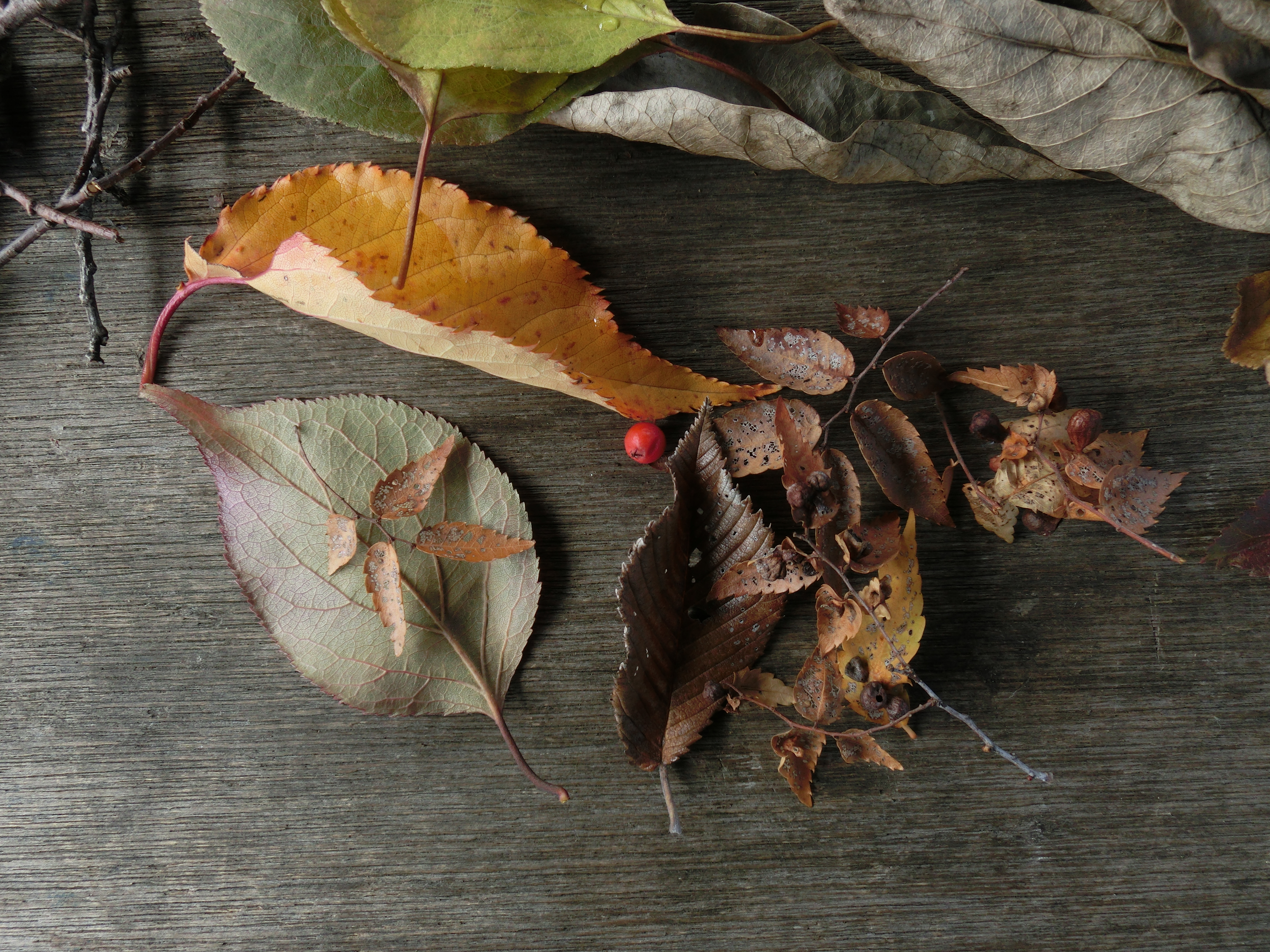 <b>誰か子どもが並べたんだろう、あずまやのテーブルに置かれていた葉っぱたち。EXILIM EX-ZR200 / 4,608×3,456 / 1/50秒 / F3.2 / 0.3EV / ISO80 / WB:太陽光 / 4.43mm（25mm相当）</b>