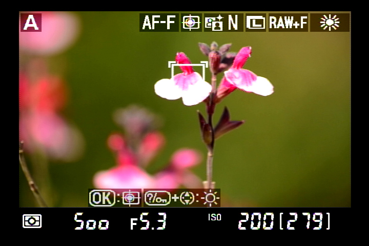 <b>マルチセレクターを操作して、フォーカスポイントをピントを合わせたい被写体に移動させる。なお、AFモードが「AF-F 常時AFサーボ」だと、移動させてる最中にAF追尾がスタートして、とんでもない部分（遠方の風景とか）にピントが合ったりする場合がある。その際には、ボディかレンズのスイッチで一旦AFからMFに切り替えて、またAFに戻すといい（この際、フォーカスポイント枠は白色になる）。そうすれば、シャッターを半押しするまではAF追尾は開始されない</b>