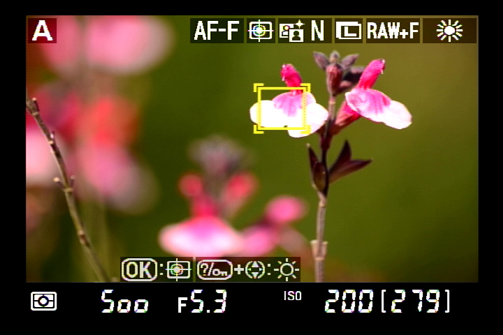 <b>フォーカスポイントをピントを合わせたい被写体に移動させ、OKボタンを押すと追尾が開始される。…が、直前のフォーカスポイント枠が白色だった場合には、フォーカスポイントが被写体を追尾するがAFはまだ作動していない。この際のフォーカスポイント枠の色は黄色である</b>