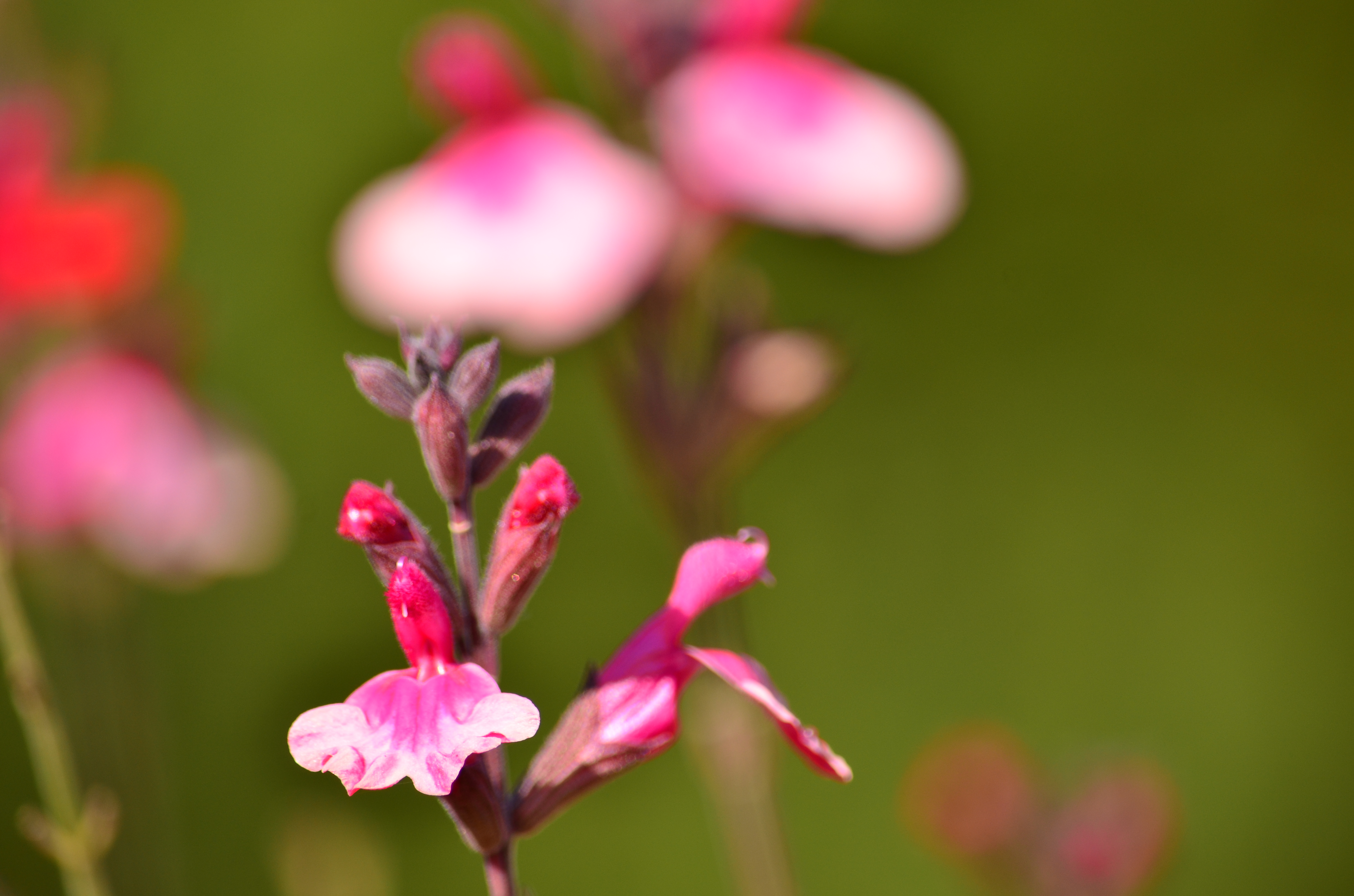 <b>D7000 / AF-S DX NIKKOR 55-300mm F4.5-5.6 G ED VR / 約6.2MB / 4,928×3,264 / 1/400秒 / F5.6 / 0.0EV / ISO200 / WB:晴天 / 300mm</b>