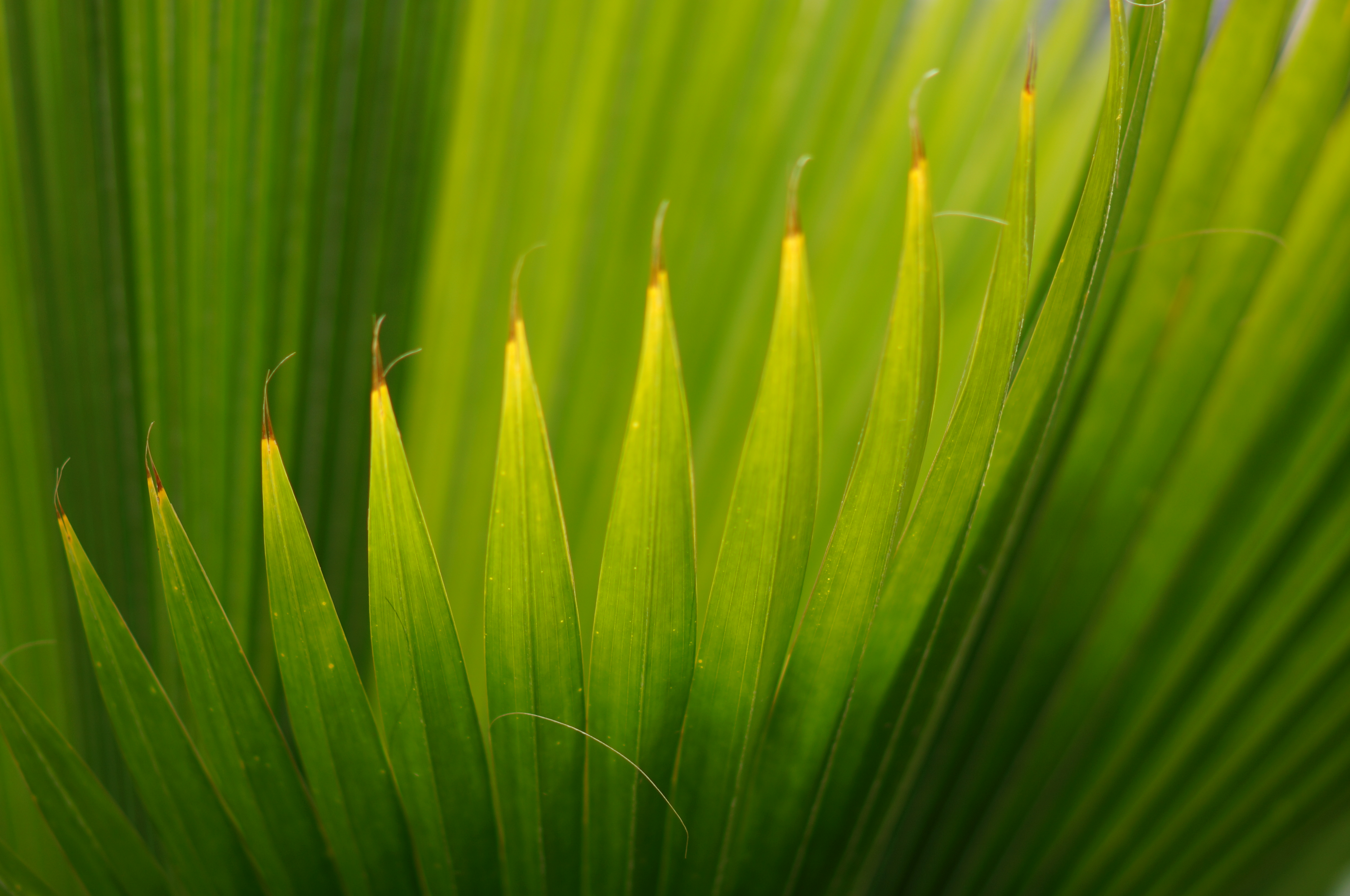 <b>NEX-5N / Planar T* 85mm F1.4 ZA / 約3.3MB / 4,912×3,264 / 1/1,600秒 / F1.4 / 0.0EV / ISO100 / WB:オート / 85mm</b>