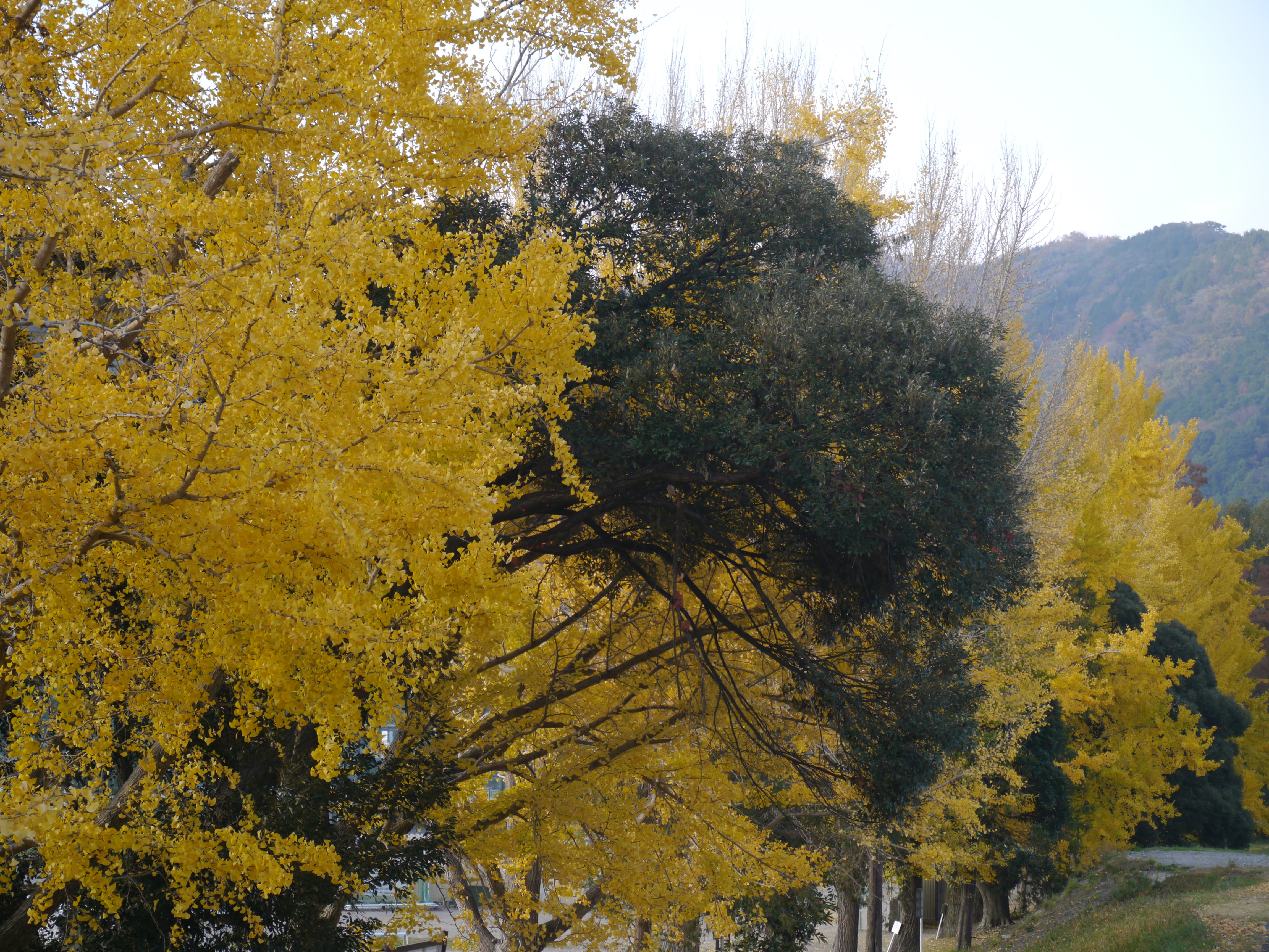 <b>DMC-G3 / LUMIX G X VARIO PZ 14-42mm F3.5-5.6 ASPH. POWER O.I.S. / 約8.2MB / 4,592×3,448 / 1/125秒 / F5.6 / 0.0EV / ISO160 / WB:オート / 42mm</b>