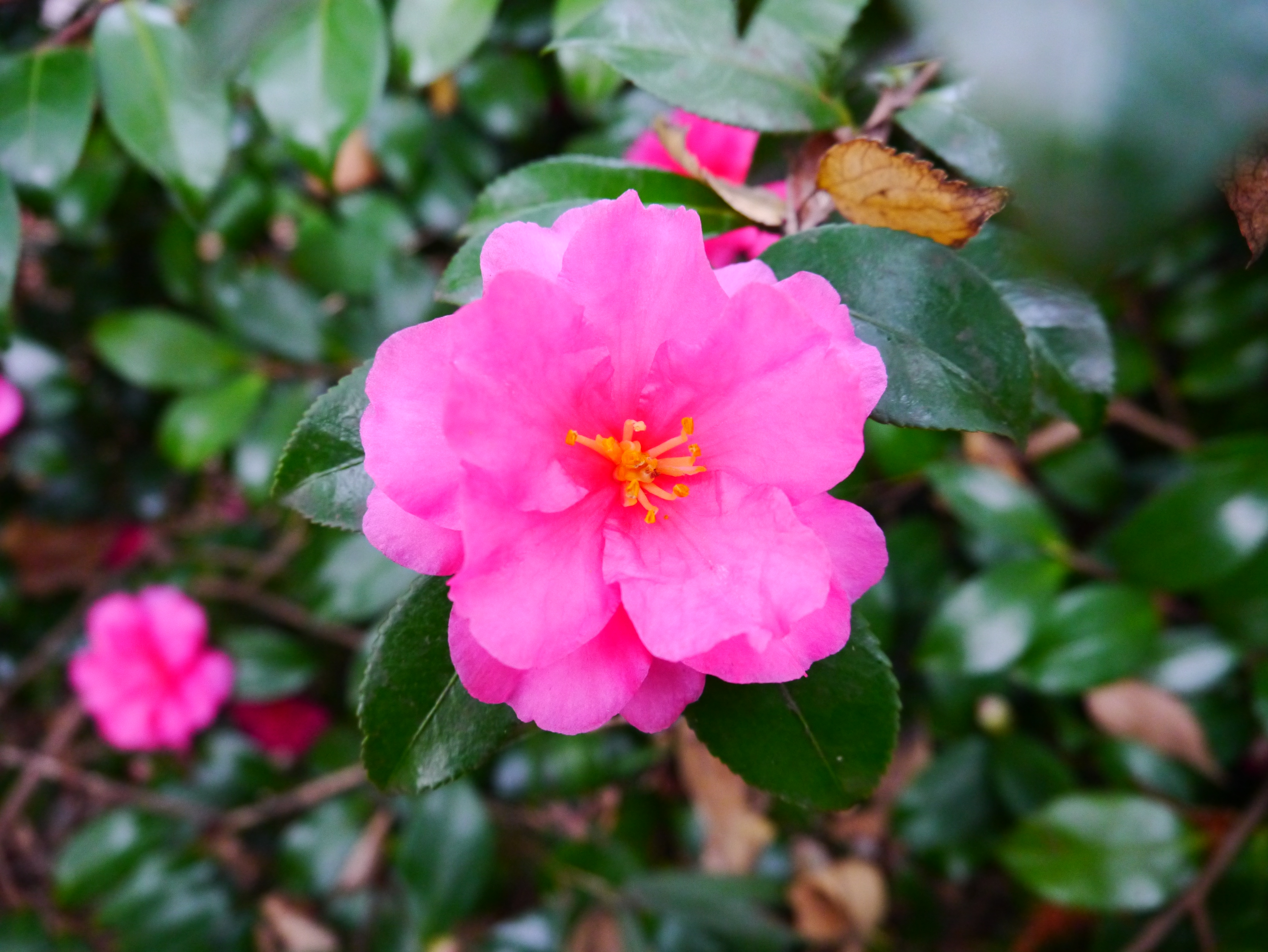 <b>DMC-GX1 / LUMIX G X VARIO PZ 14-42mm F3.5-5.6 ASPH. POWER O.I.S. / 約6.2MB / 4,592×3,448 / 1/40秒 / F3.5 / 0.0EV / ISO1600 / WB:オート / 14mm</b>