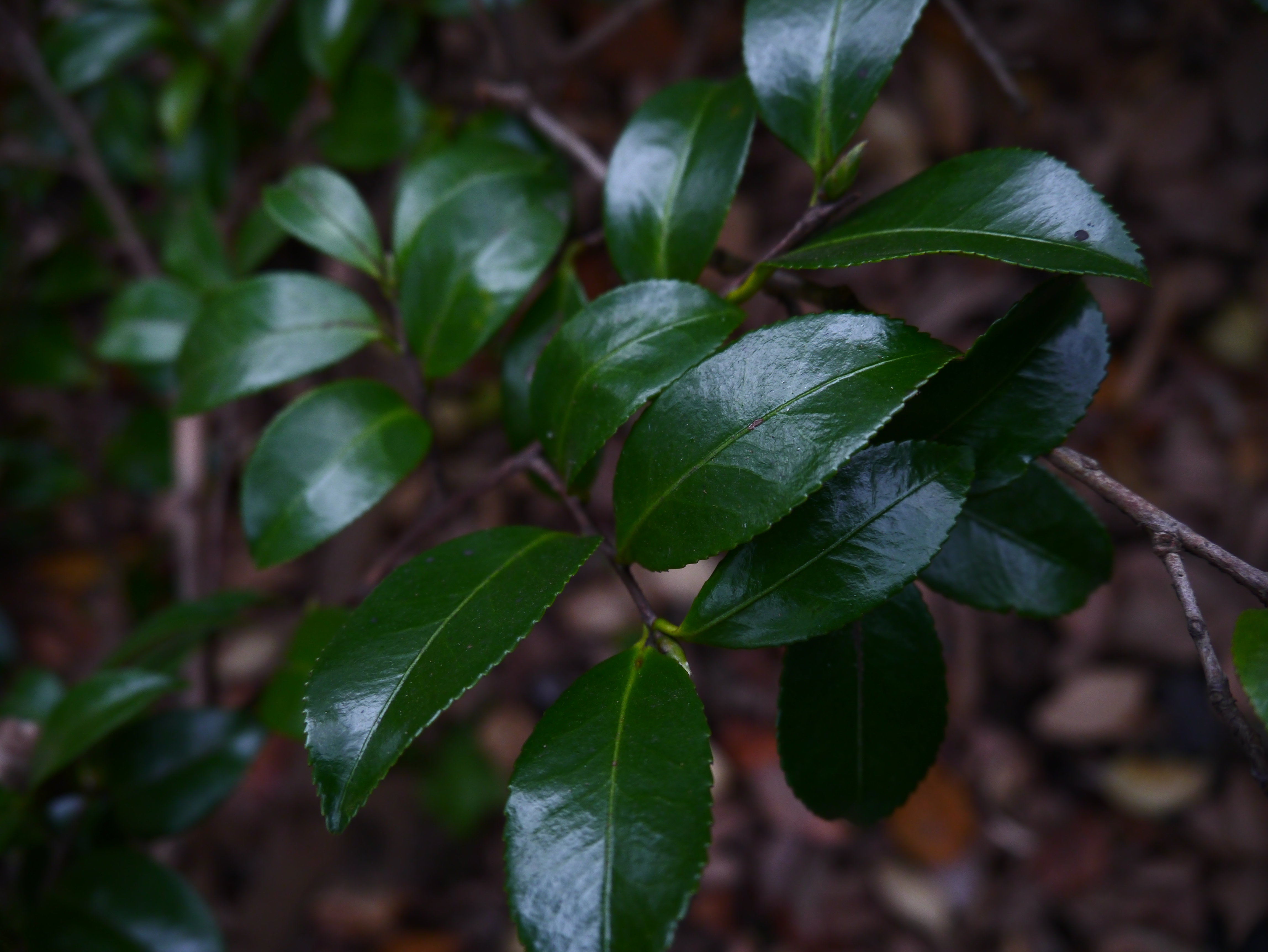 <b>DMC-GX1 / LUMIX G X VARIO PZ 14-42mm F3.5-5.6 ASPH. POWER O.I.S. / 約4.2MB / 4,592×3,448 / 1/60秒 / F3.5 / 0.0EV / ISO640 / WB:オート / 14mm</b>