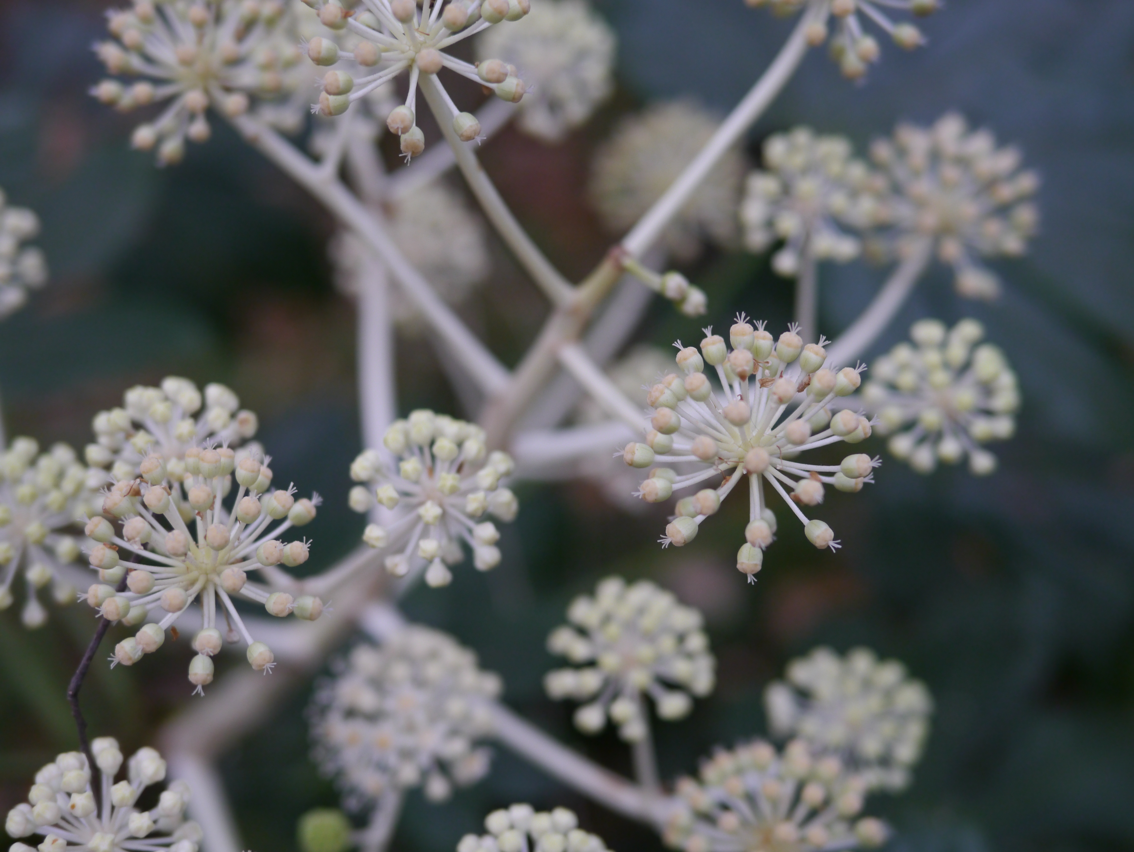 <b>DMC-GX1 / LEICA DG SUMMILUX 25mm F1.4 ASPH. / 約4.9MB / 4,592×3,448 / 1/60秒 / F2 / 0.0EV / ISO400 / WB:オート / 25mm</b>