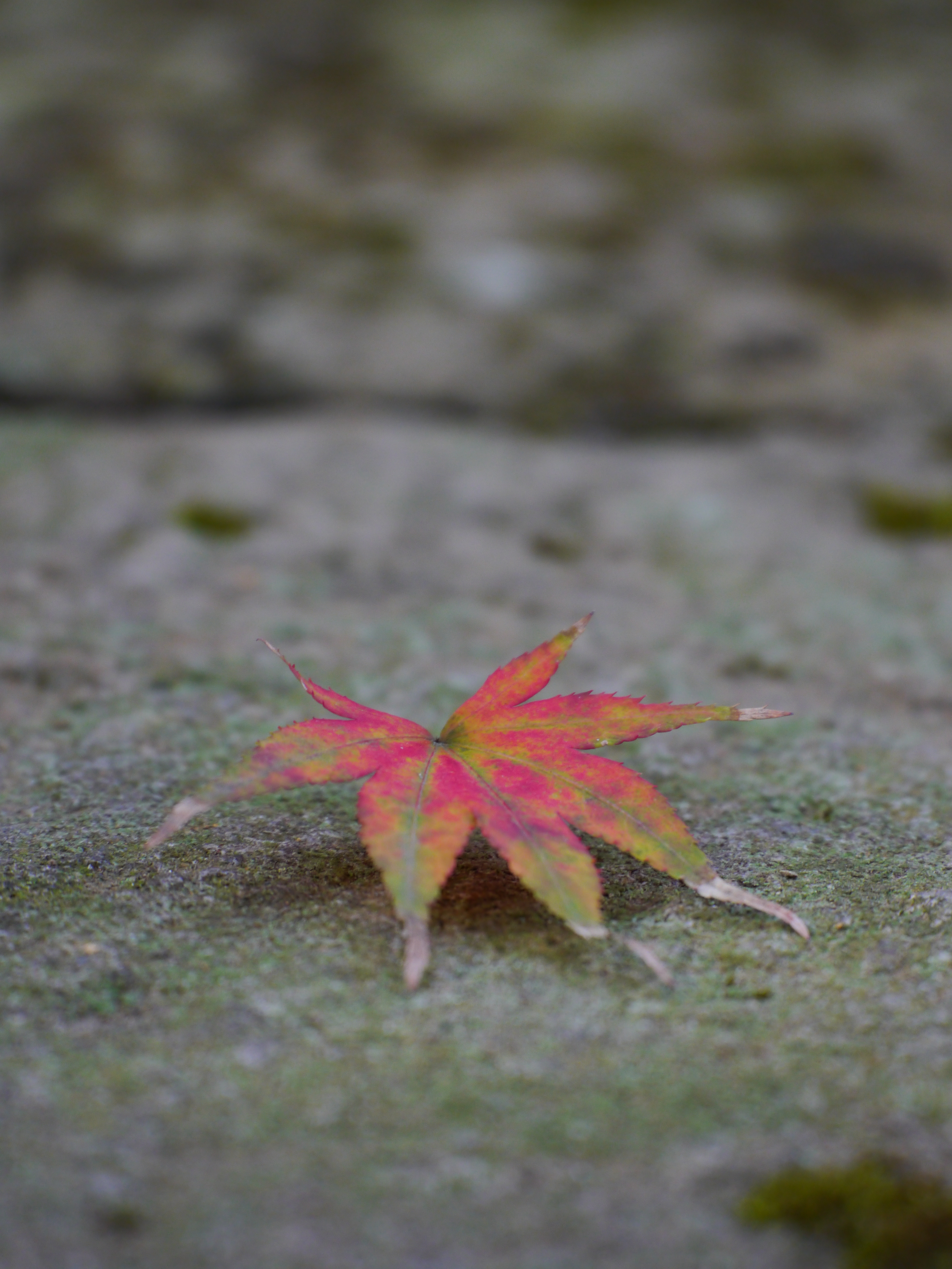 <b>DMC-GX1 / LUMIX G X VARIO PZ 45-175mm F3.5-5.6 ASPH. POWER O.I.S. / 約5.2MB / 3,448×4,592 / 1/125秒 / F5.6 / 0.0EV / ISO400 / WB:オート / 175mm</b>