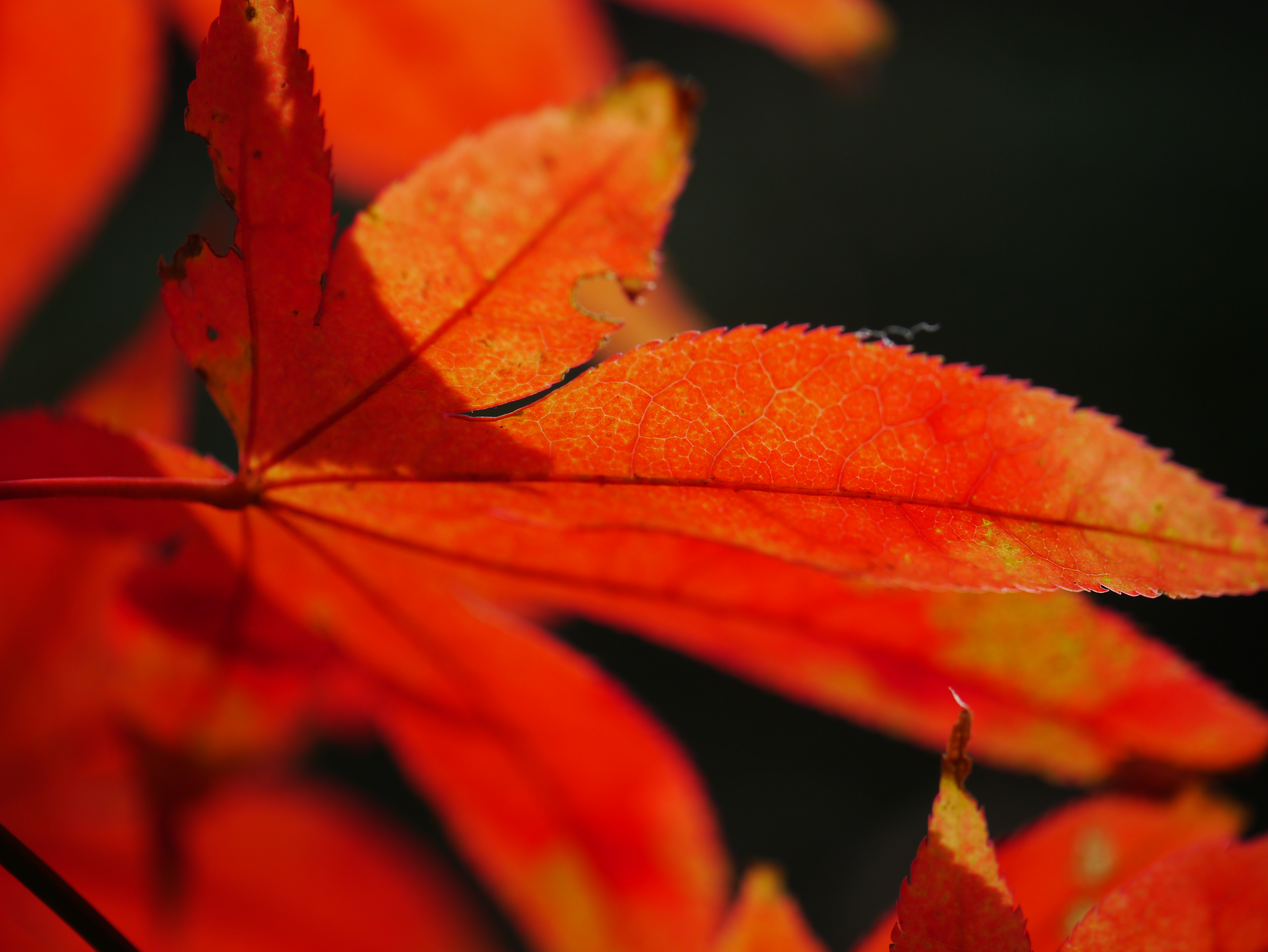 <b>DMC-GX1 / LEICA DG MACRO-ELMARIT 45mm F2.8 ASPH. MEGA O.I.S. / 約5.5MB / 4,592×3,448 / 1/400秒 / F2.8 / 0.0EV / ISO160 / WB:オート / 45mm</b>