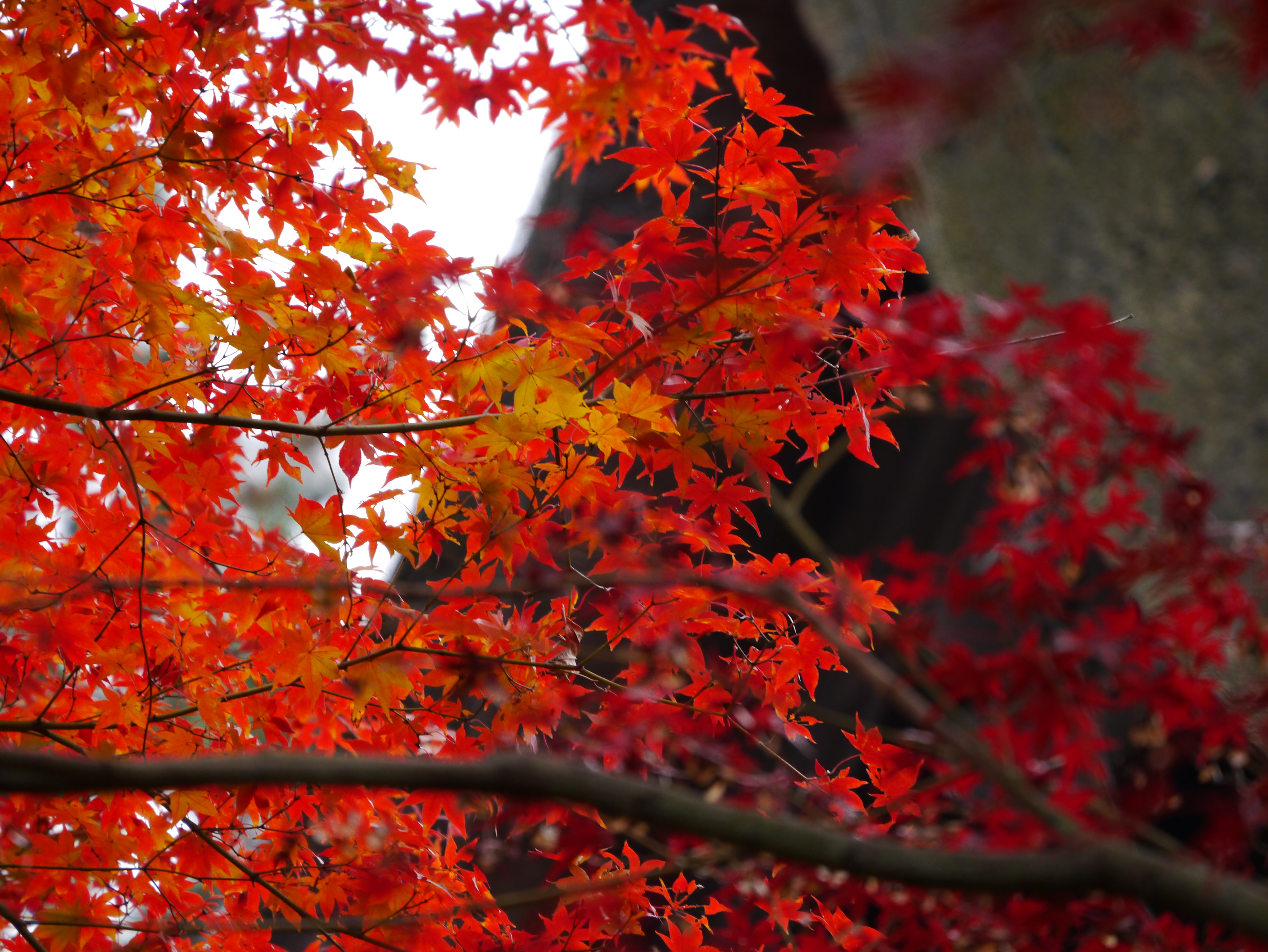 <b>DMC-GX1 / LUMIX G X VARIO PZ 45-175mm F3.5-5.6 ASPH. POWER O.I.S. / 約6.6MB / 4,592×3,448 / 1/200秒 / F5.6 / 0.0EV / ISO400 / WB:オート / 175mm</b>