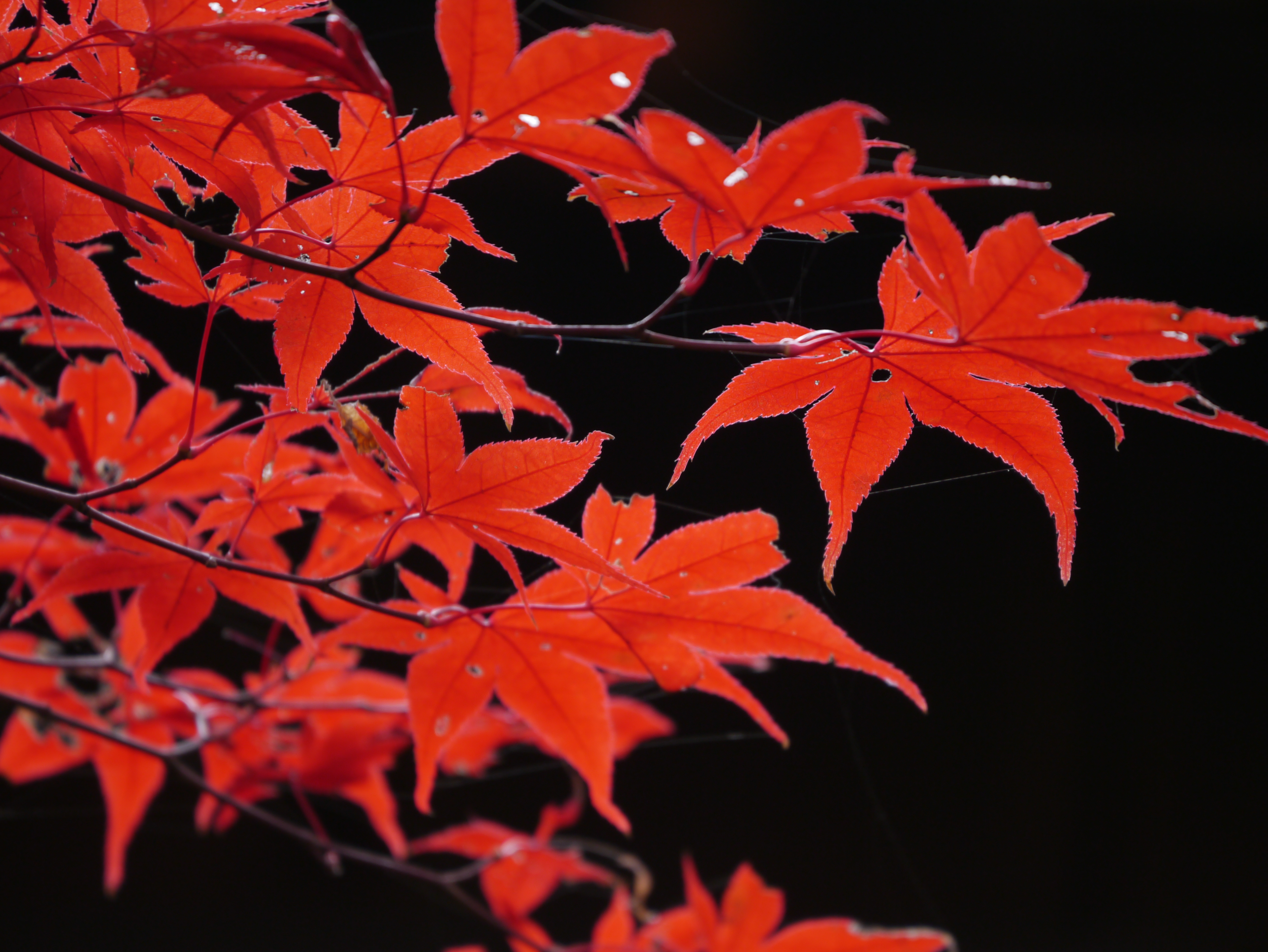 <b>DMC-GX1 / LUMIX G X VARIO PZ 45-175mm F3.5-5.6 ASPH. POWER O.I.S. / 約5.5MB / 4,592×3,448 / 1/40秒 / F5.6 / -0.3EV / ISO160 / WB:オート / 175mm</b>