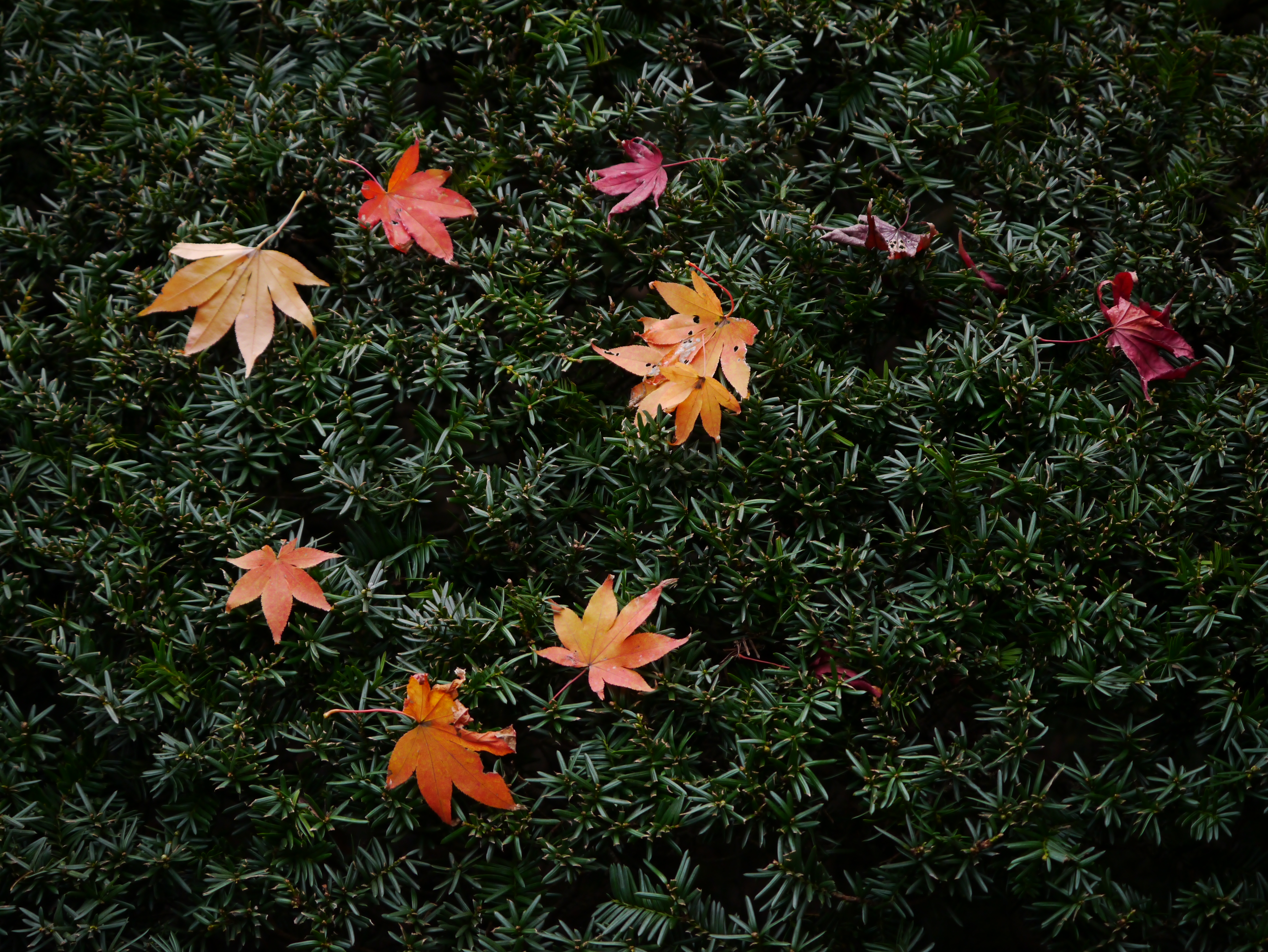 <b>DMC-GX1 / LUMIX G X VARIO PZ 45-175mm F3.5-5.6 ASPH. POWER O.I.S. / 約8.4MB / 4,592×3,448 / 1/500秒 / F4 / -1.3EV / ISO400 / WB:オート / 45mm</b>