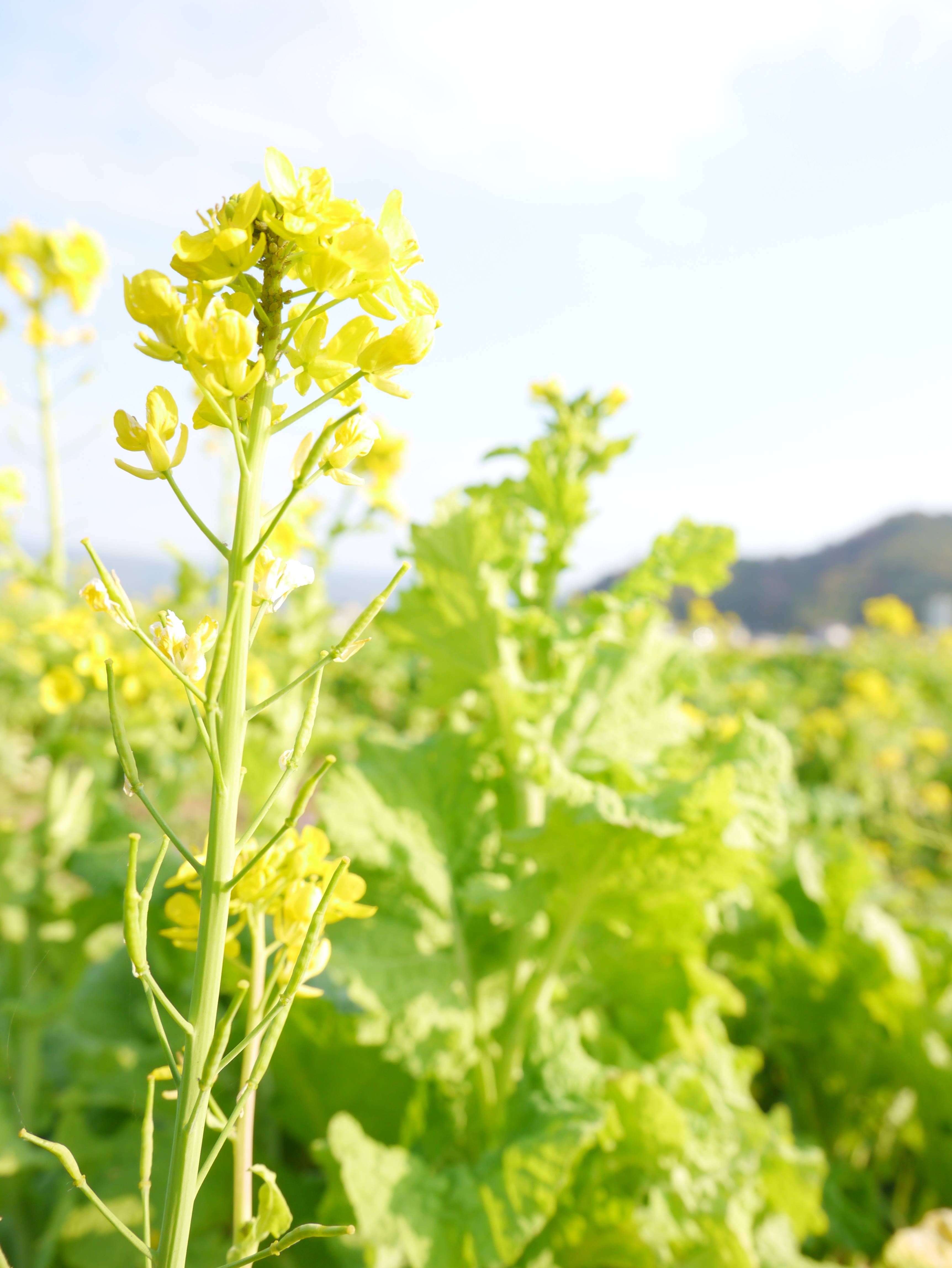 <b>DMC-GX1 / LUMIX G X VARIO PZ 14-42mm F3.5-5.6 ASPH. POWER O.I.S. / 約3.9MB / 3,448×4,592 / 1/250秒 / F5.6 / 0.0EV / ISO160 / WB:オート / 14mm</b>