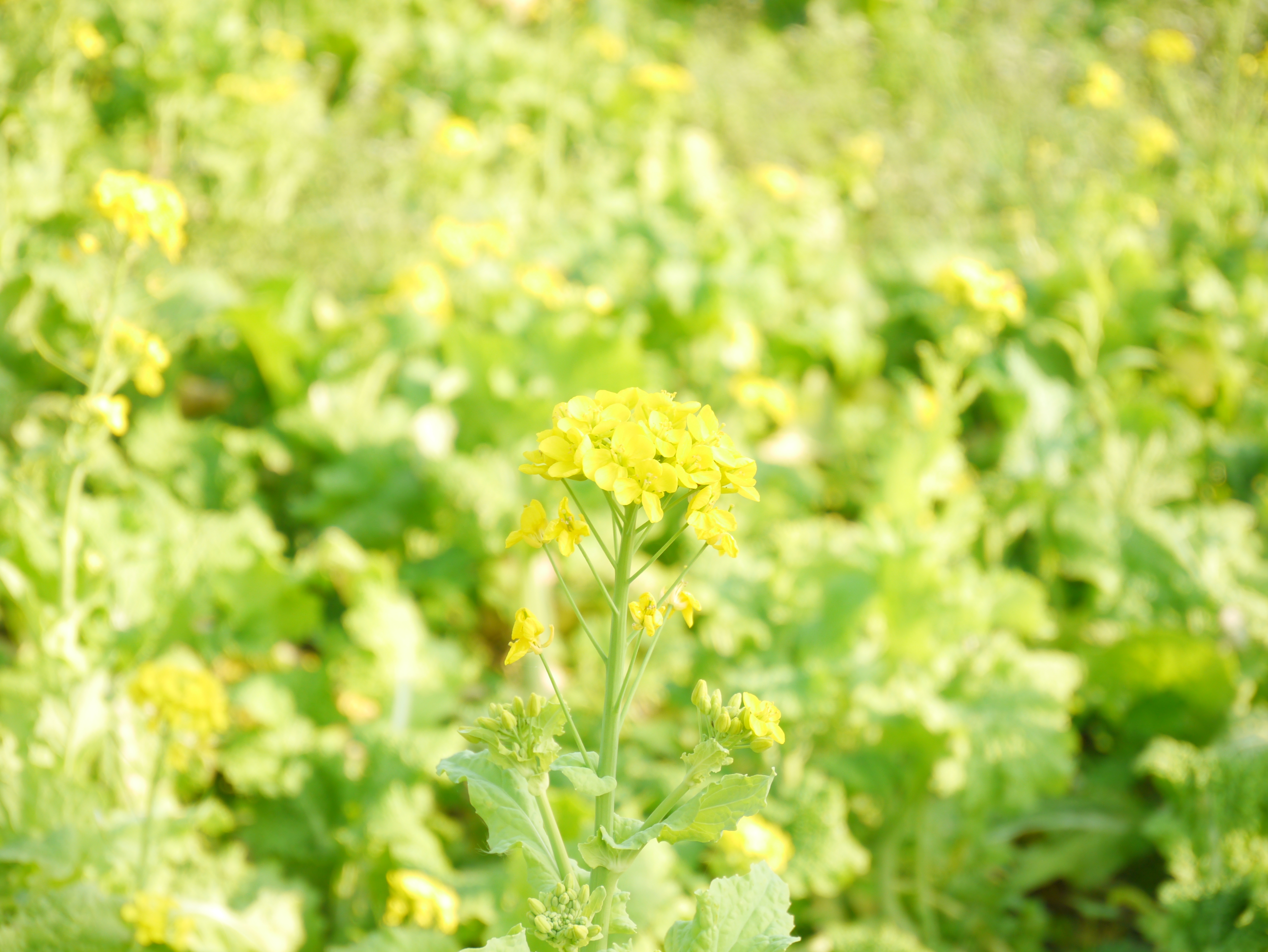 <b>クリエイティブコントロール:ハイキー / DMC-GX1 / LUMIX G X VARIO PZ 14-42mm F3.5-5.6 ASPH. POWER O.I.S. / 約5.5MB / 4,592×3,448 / 1/160秒 / F5.6 / 0.0EV / ISO160 / WB:オート / 42mm</b>